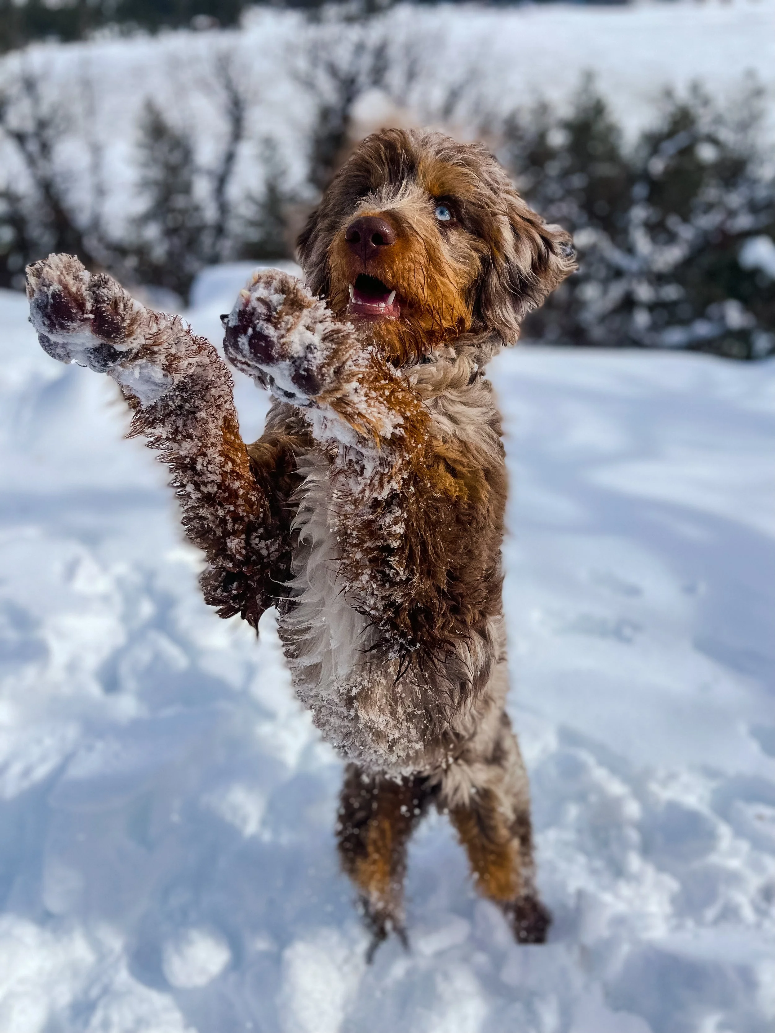 A fluffy brown and white dog with blue eyes playing in the snow, reaching out with its paws covered in snow.