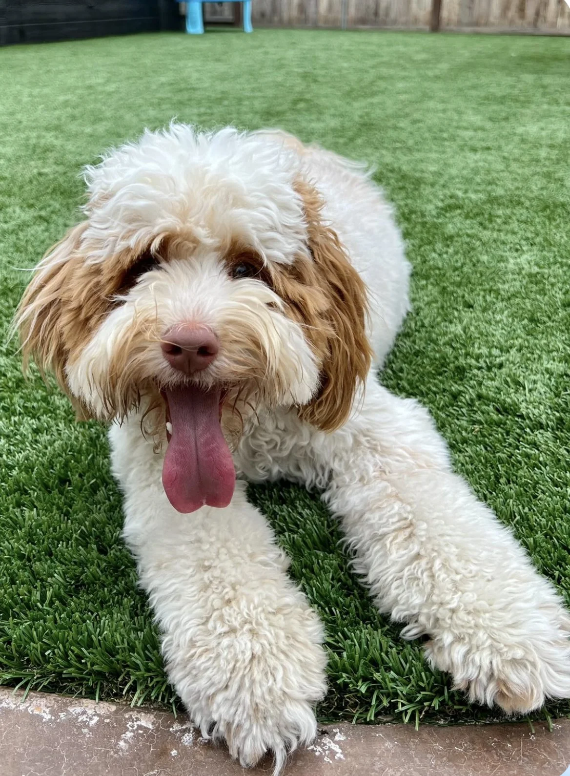 A fluffy, cream-colored dog with brown ears lying on green artificial grass, panting with its tongue out.