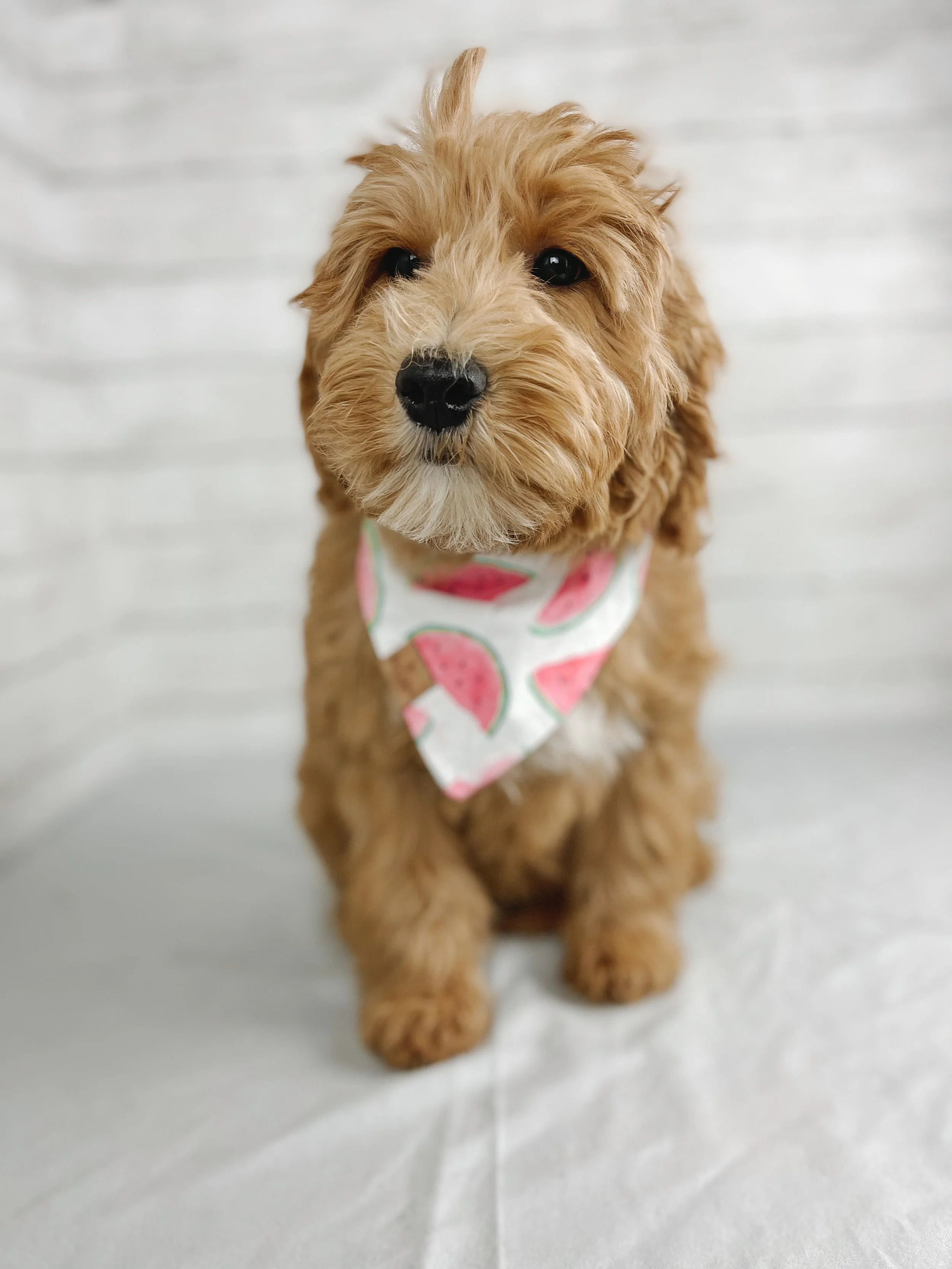 Cute golden-brown puppy with curly fur, wearing a white bandana with pink watermelon slices pattern, sitting on a light-colored surface against a neutral background.