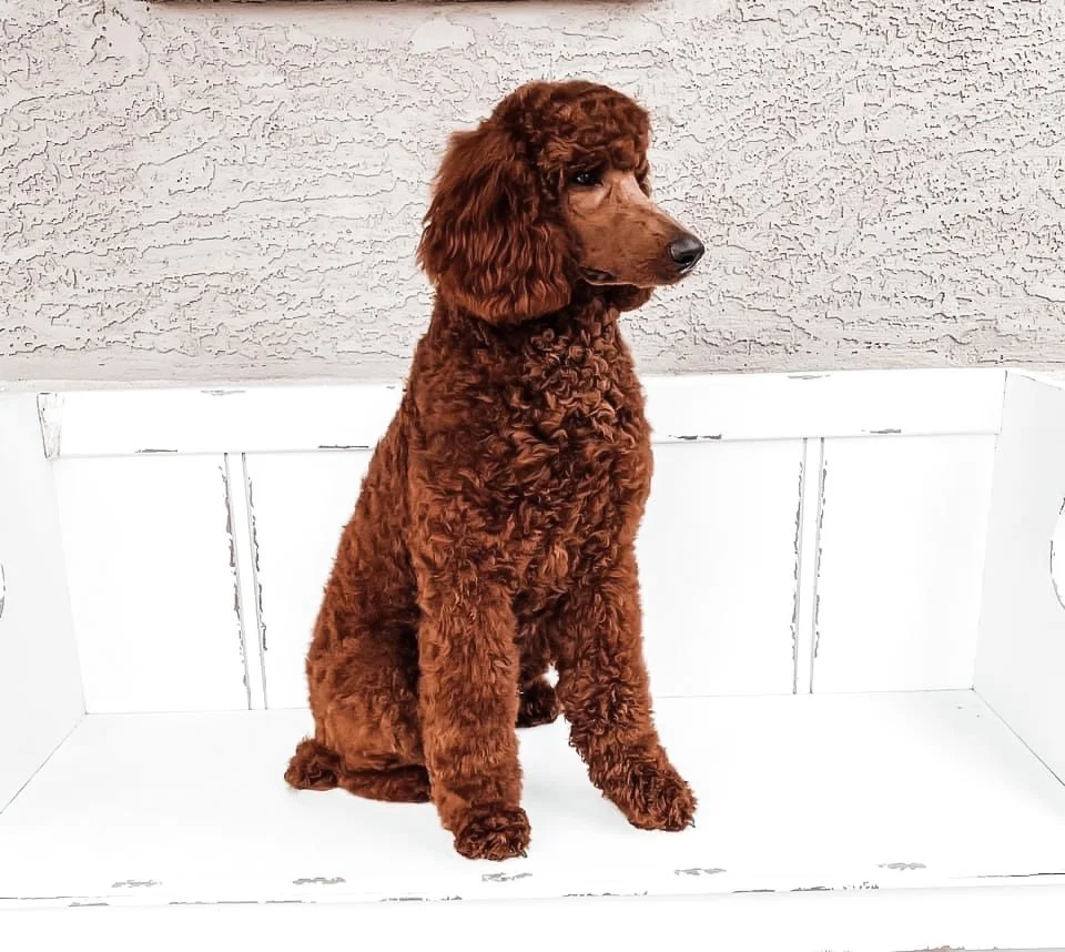 A puppies brown curly-haired dog sitting inside a white wooden box against a textured wall.
