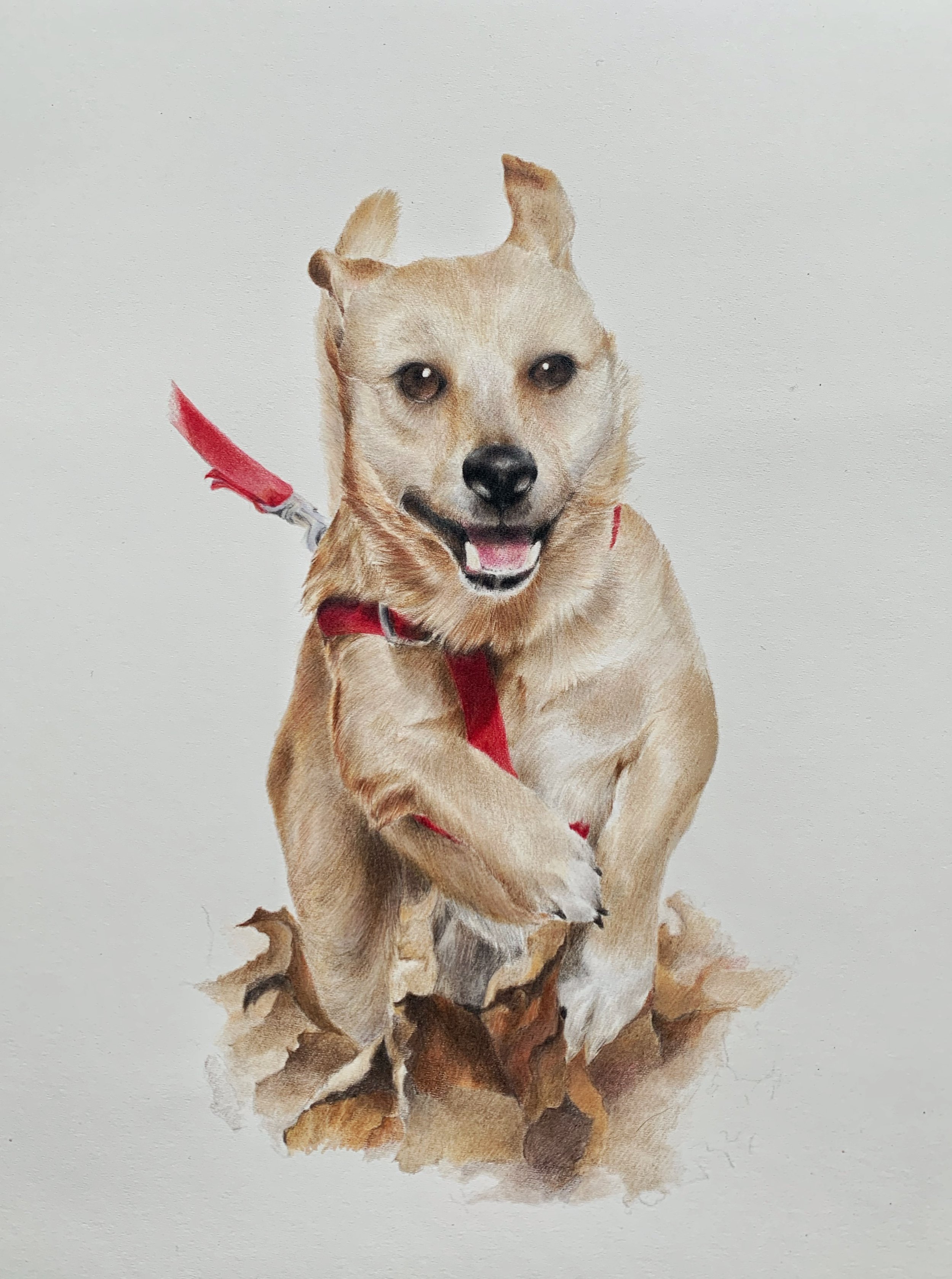 Rufus - Happy boy