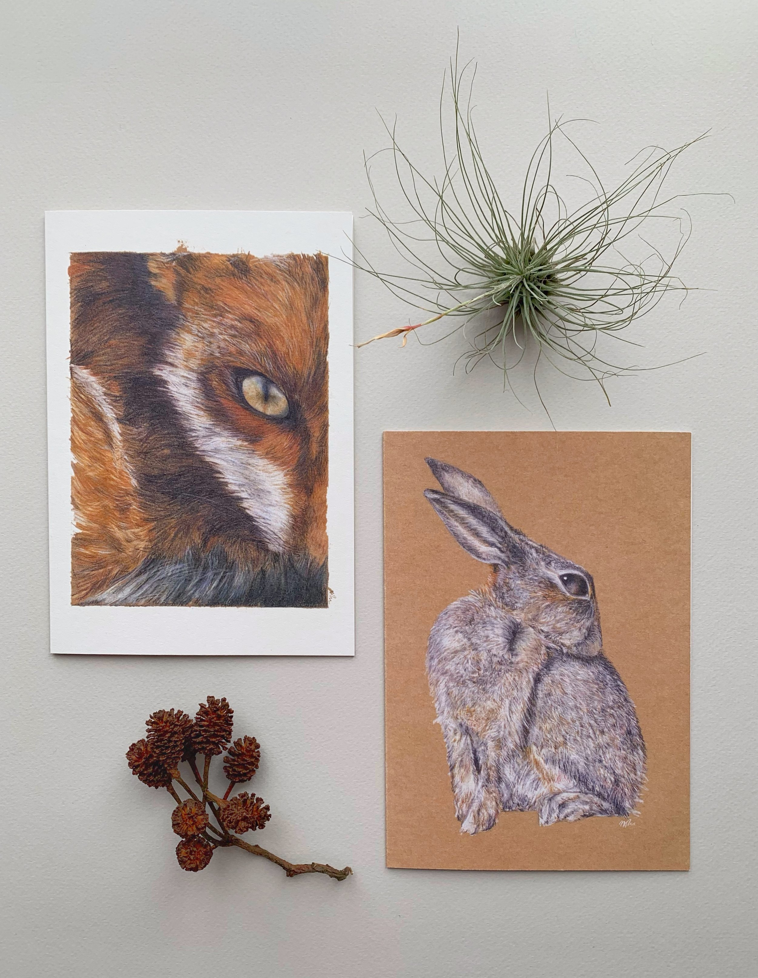 fox and hare