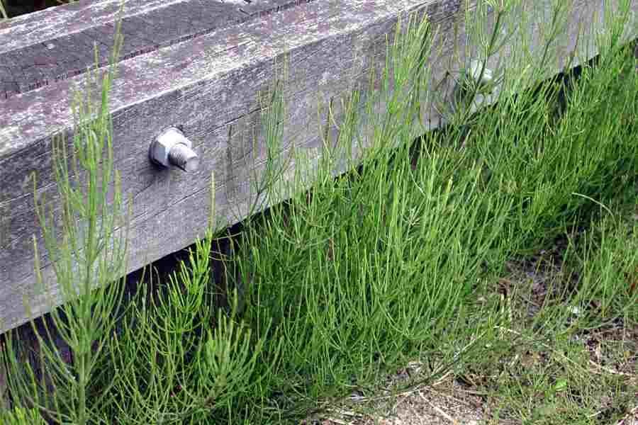 Terrible WEEDS! WeedFoe