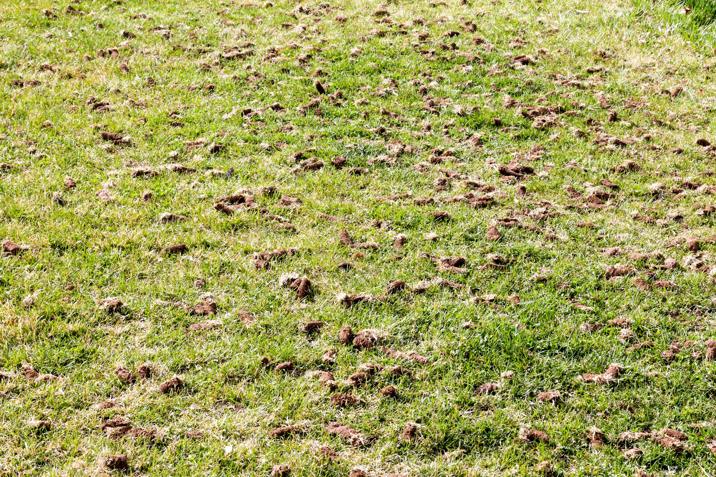 How Aeration Helps Your Lawn