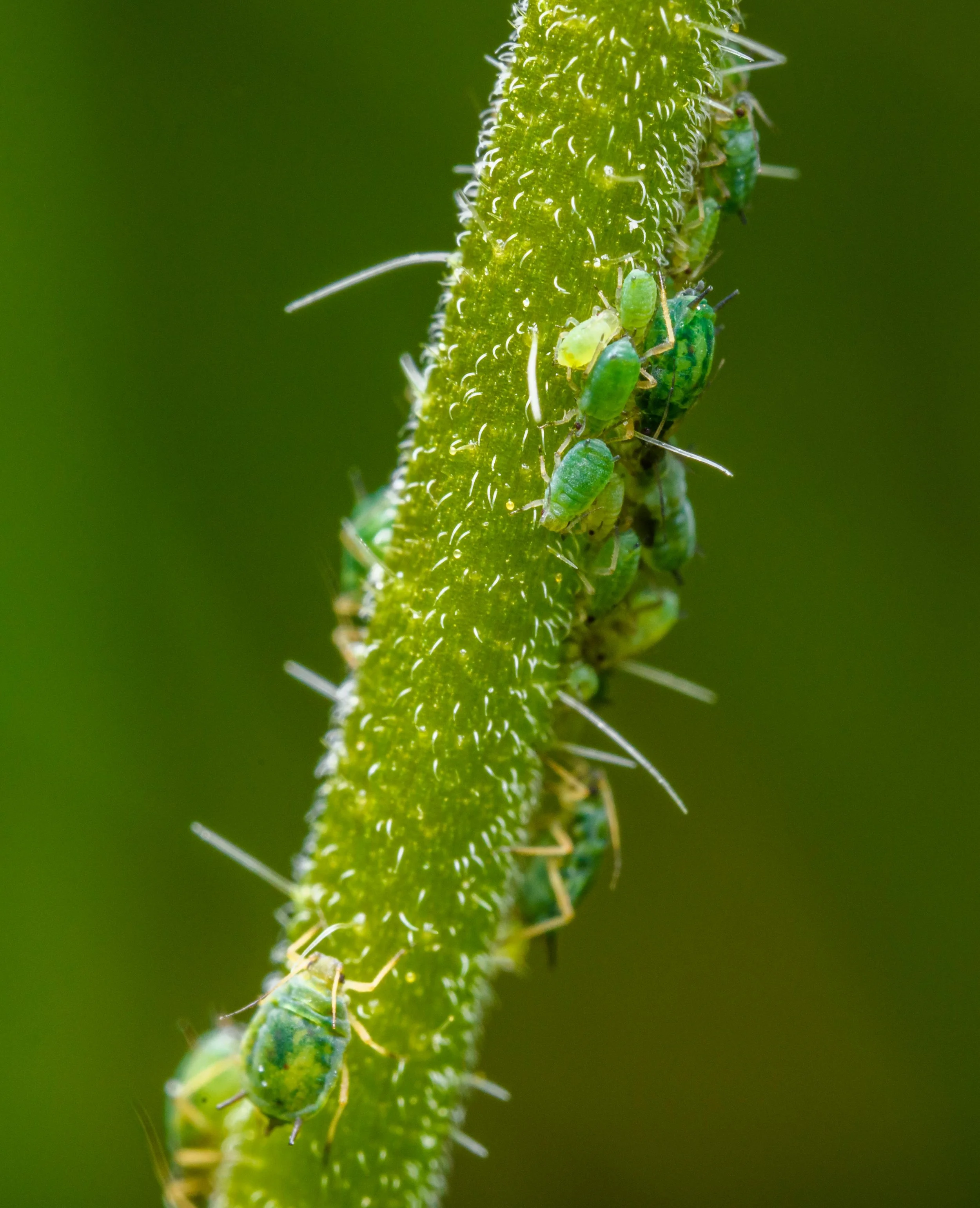 How to Deal with Summer Pests in the Pacific Northwest – Olympia’s Seasonal Pest Guide