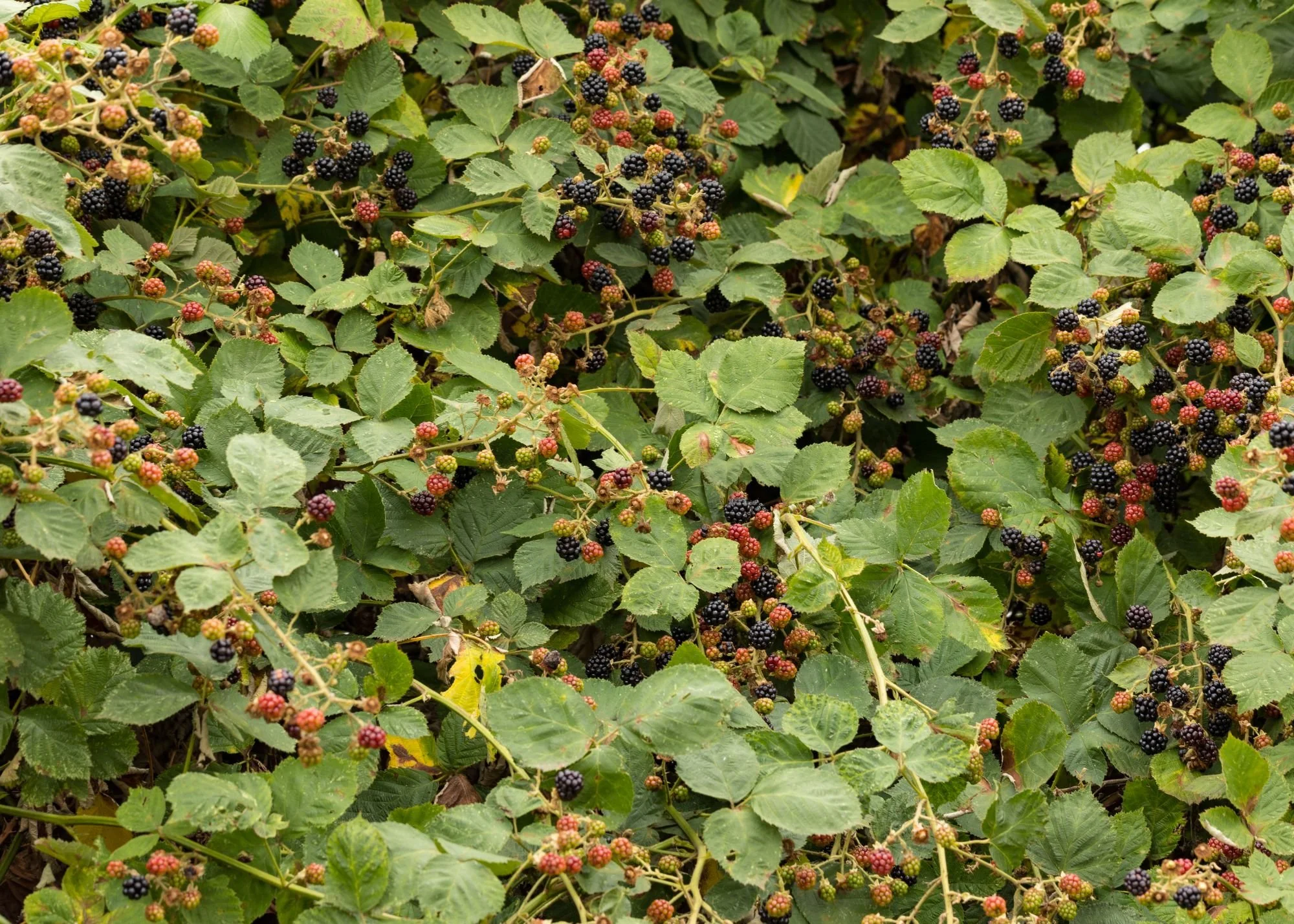 Weed Pressures in Western Washington: Understanding and Managing Invasive Species