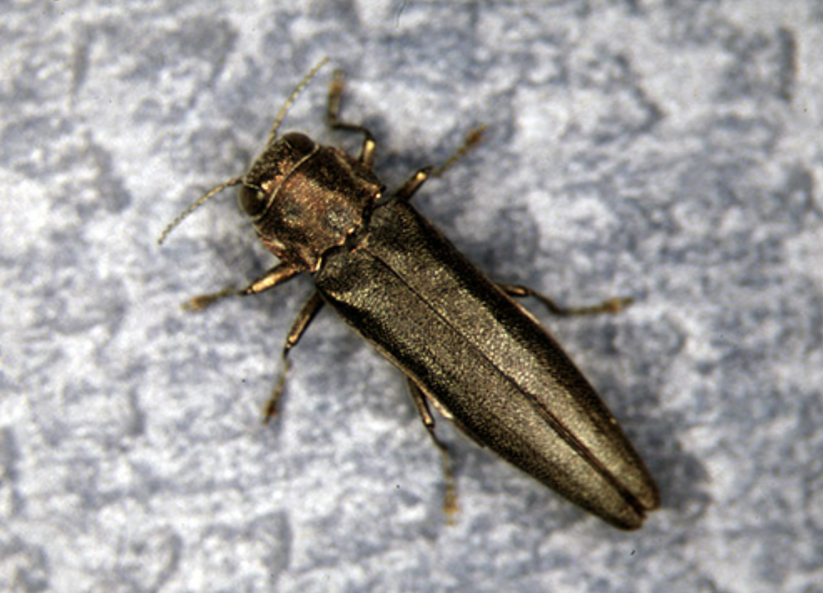 Warning: Bronze Birch Borer and Emerald Ash Borer – Serious Threats to Trees in Western Washington