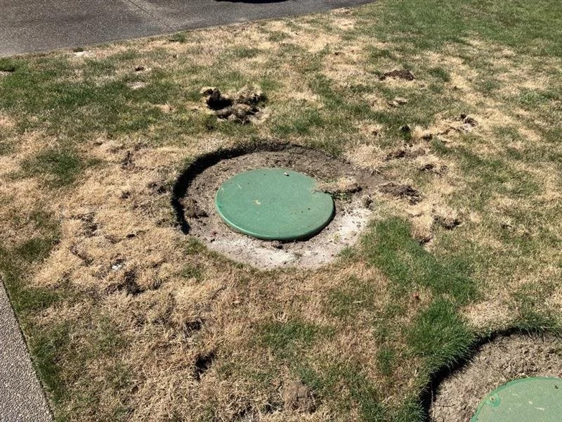 White Grubs &amp; 10-Lined June Beetles: Why We’re Seeing More Lawn Damage in the PNW This Year