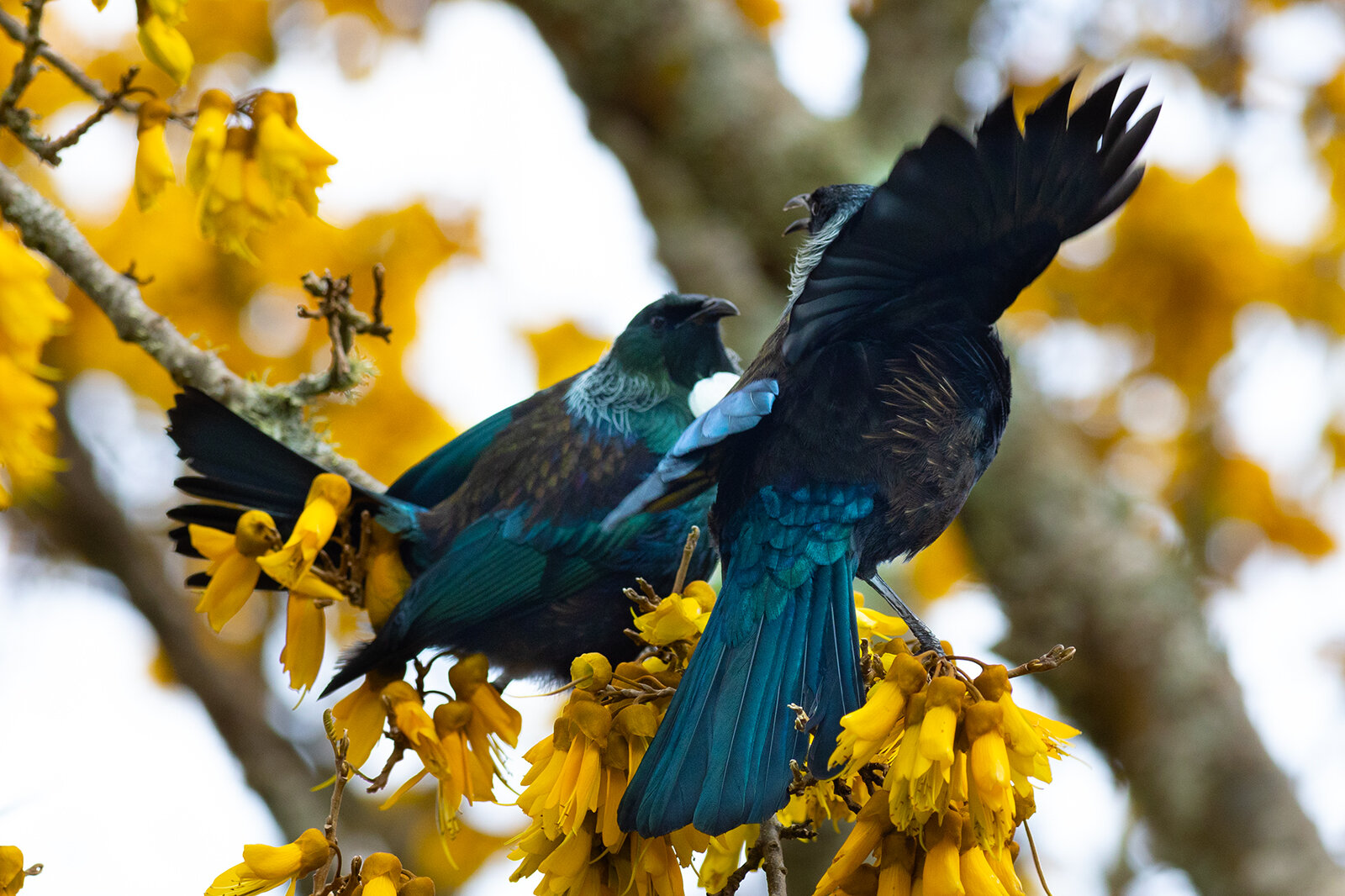Two Tui Courting #3