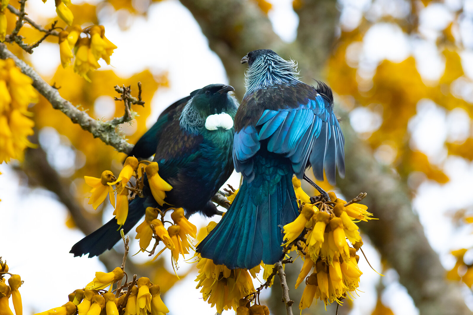 Two Tui Courting #5