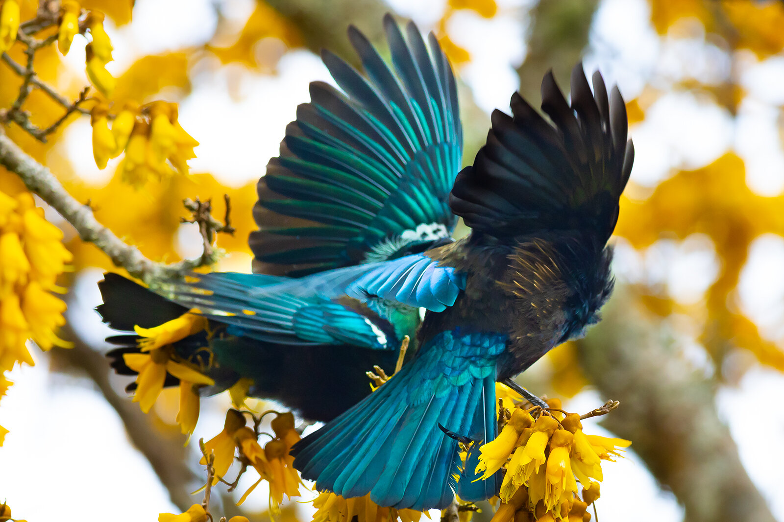 Two Tui Courting #2