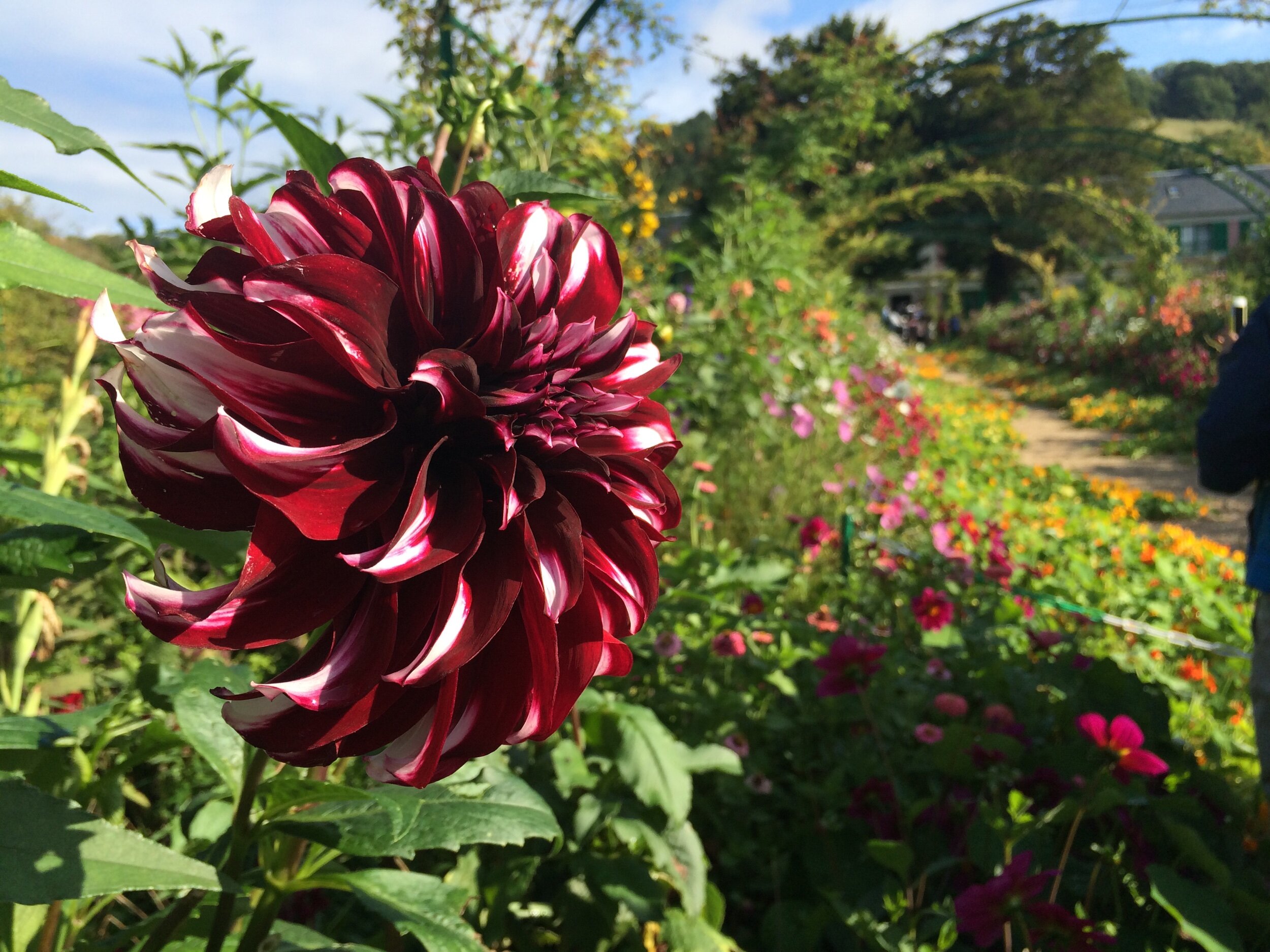 Claude Monet’s Garden, Giverny