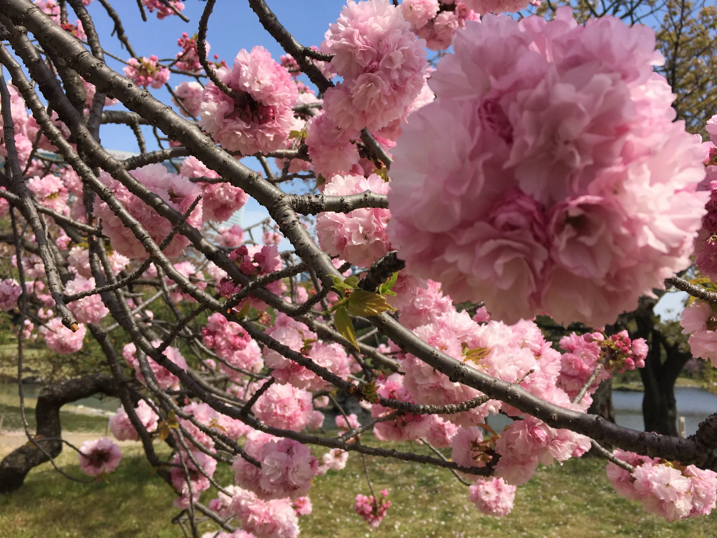 Hanami, Tokyo