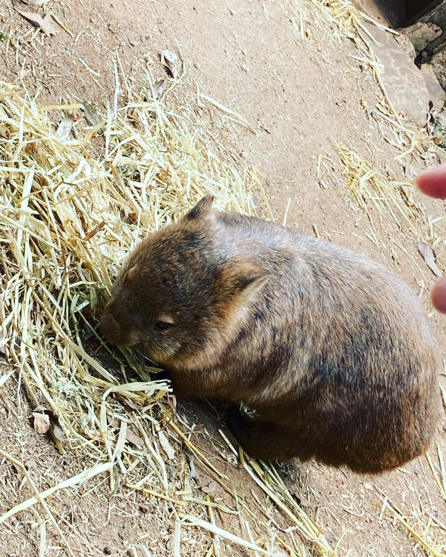 Hello there wombat:)