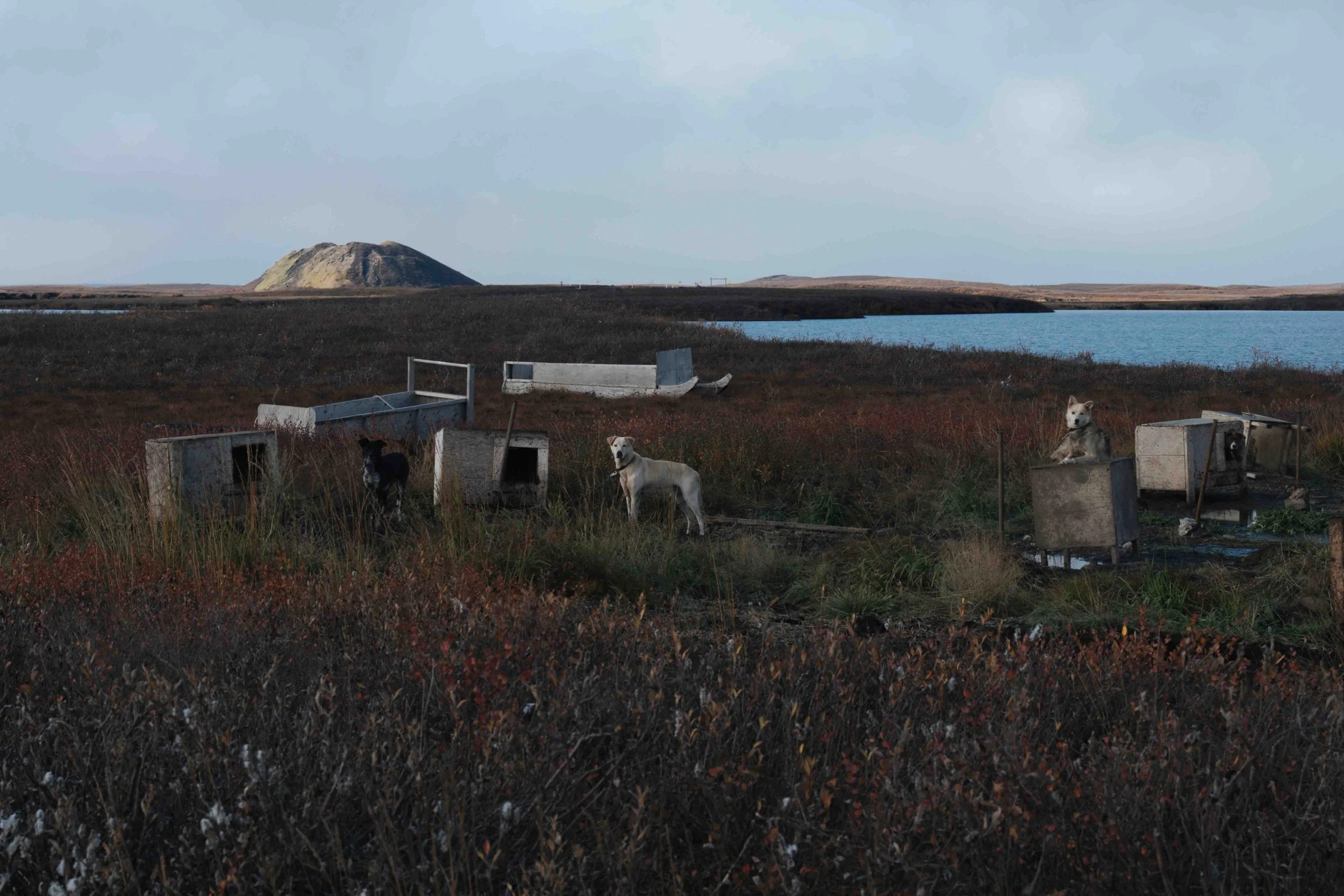 Three dogs in an open, natural landscape with abandoned structures, tall grasses, a body of water, and distant hills under a cloudy sky.