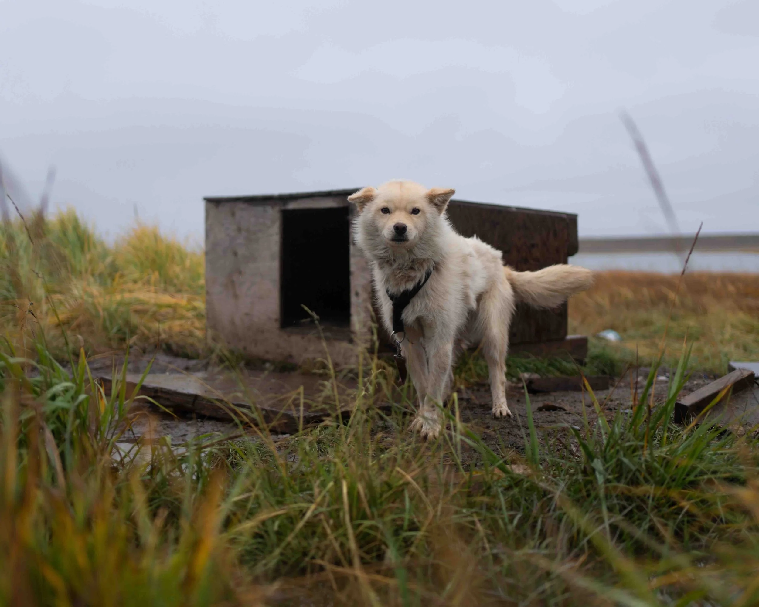 A light-colored dog with a harness standing outdoors in front of a weathered doghouse on a rainy, overcast day with tall grass around.