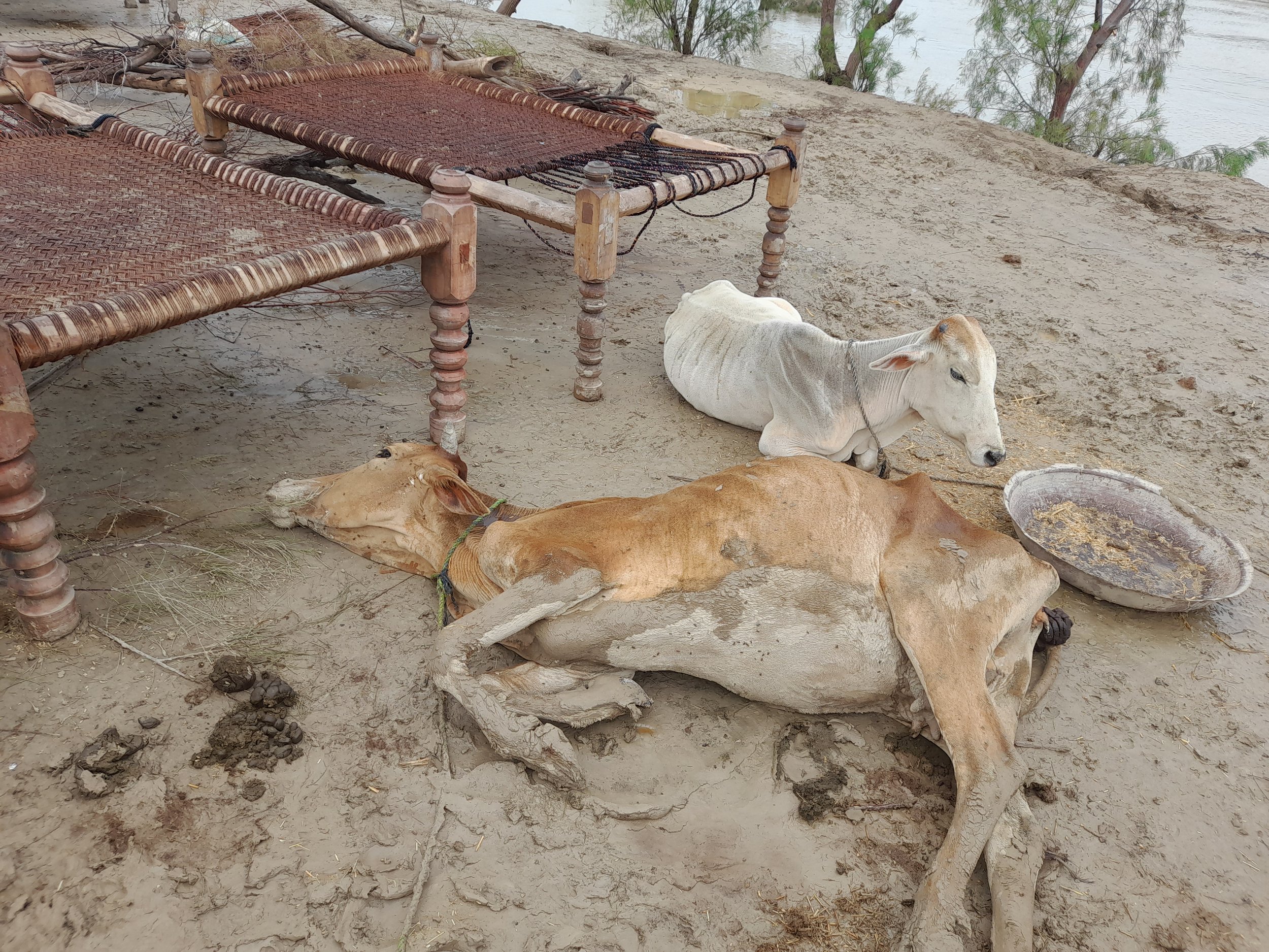 Cattle and livestock are wasting away from starvation as the floods have destroyed the grasslands they use to graze on.
