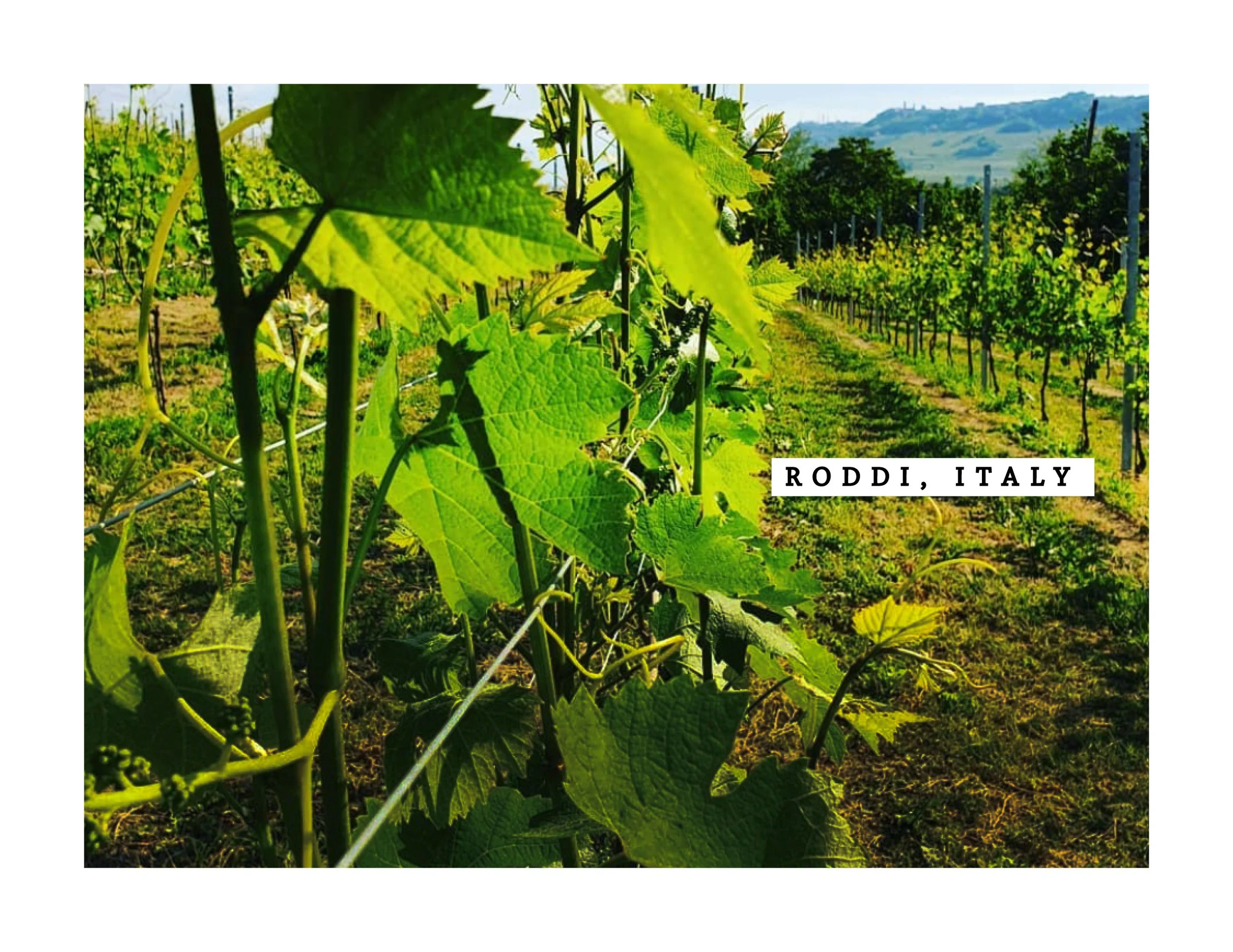 RODDI RADDA BOOK WEBSITE FINAL2.jpg