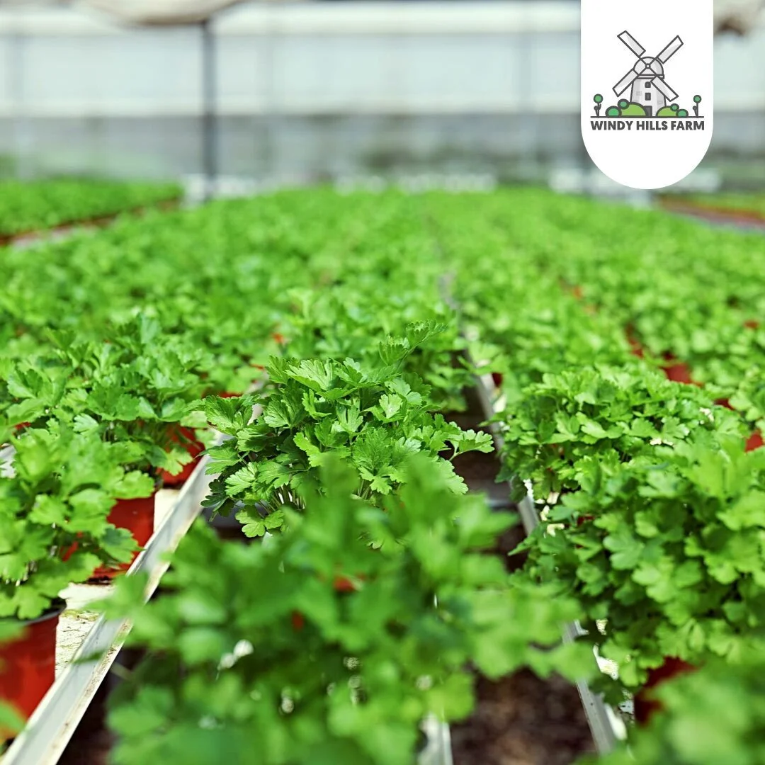 Windy Hills Farm Potted Herbs, Salad Heads & Sunflowers