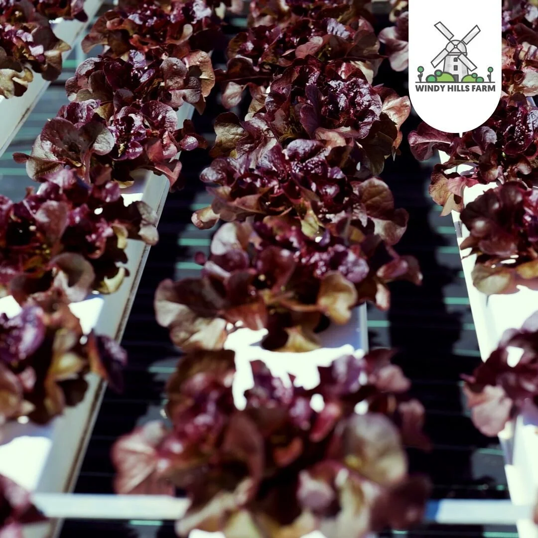 Windy Hills Farm Potted Herbs, Salad Heads & Sunflowers