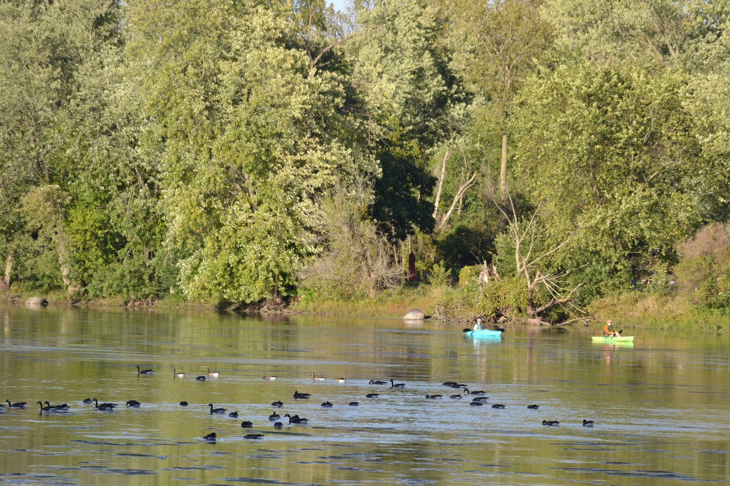 Fab Fox! Water Trail