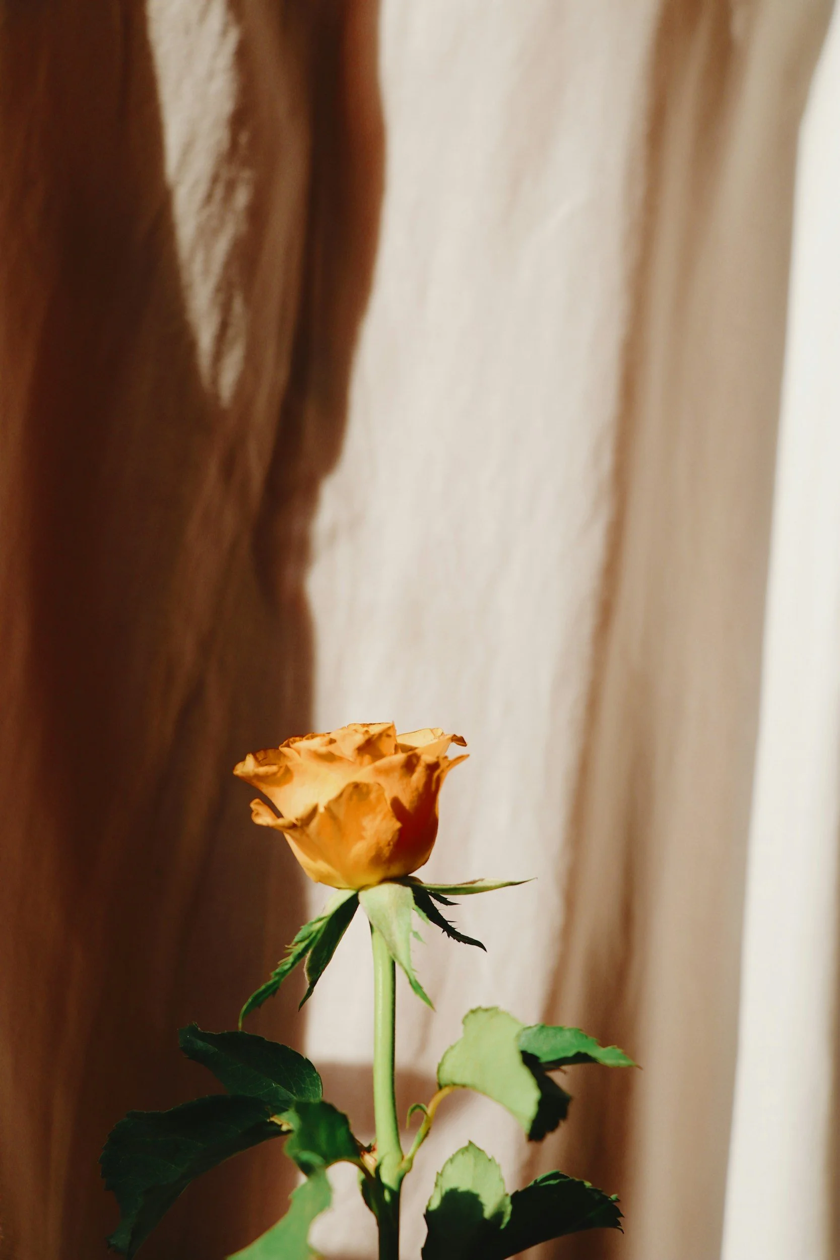 unsplash-image-i8M37F1s8Vs.jpg