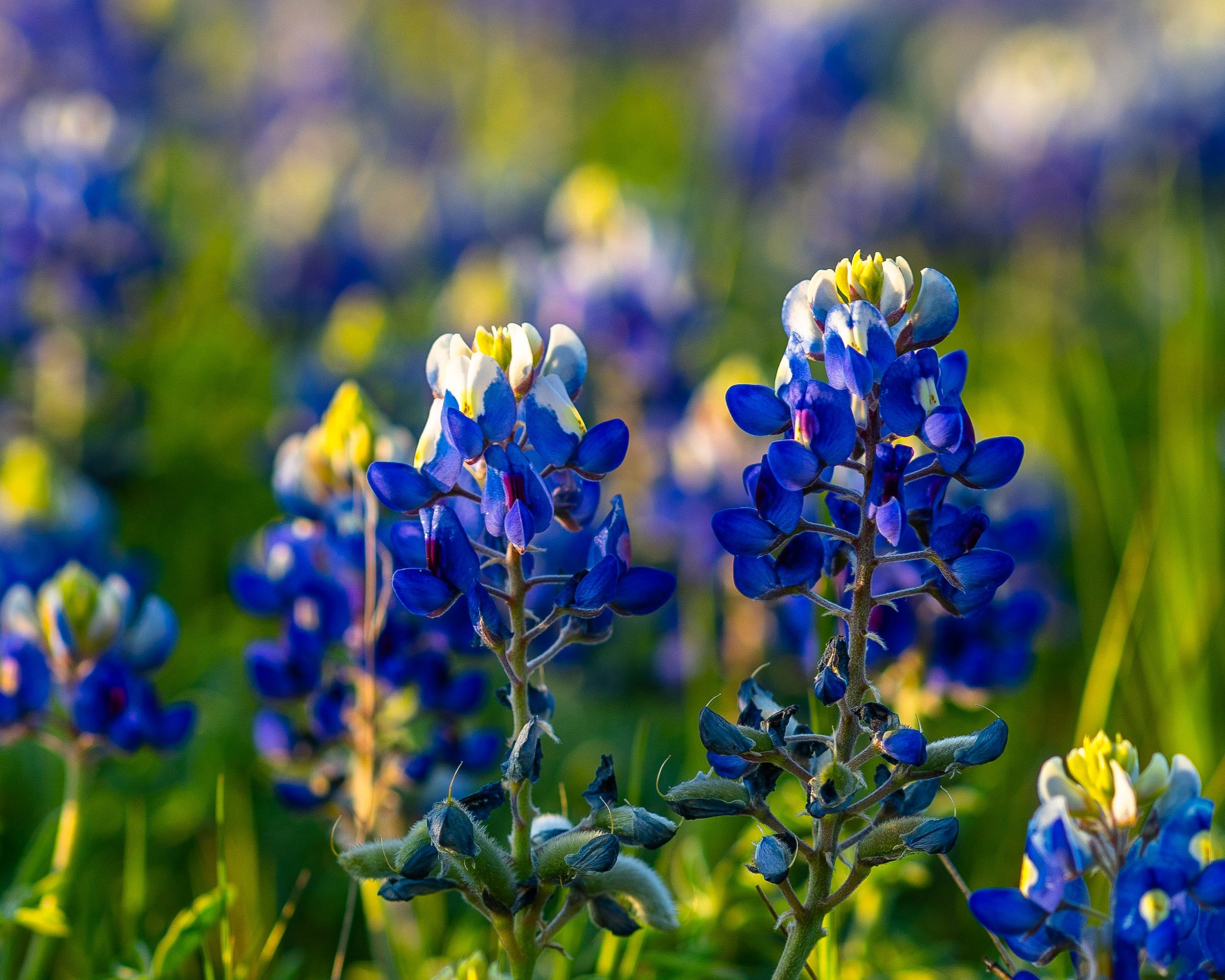 Close-up of vibrant blue and white wildflowers in a green field with blurred background.