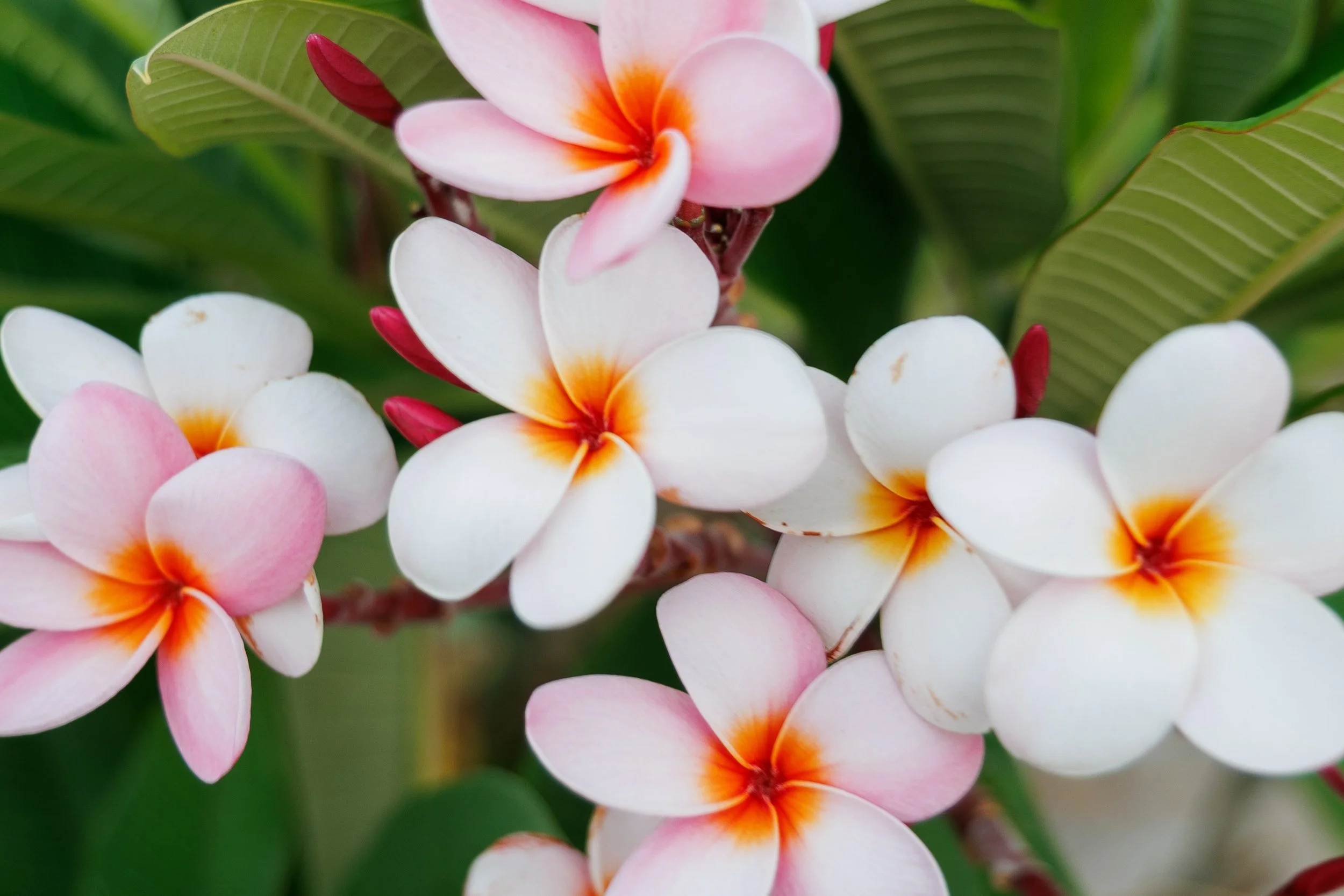 A cluster of pink and white plumeria flowers with yellow centers on green foliage.