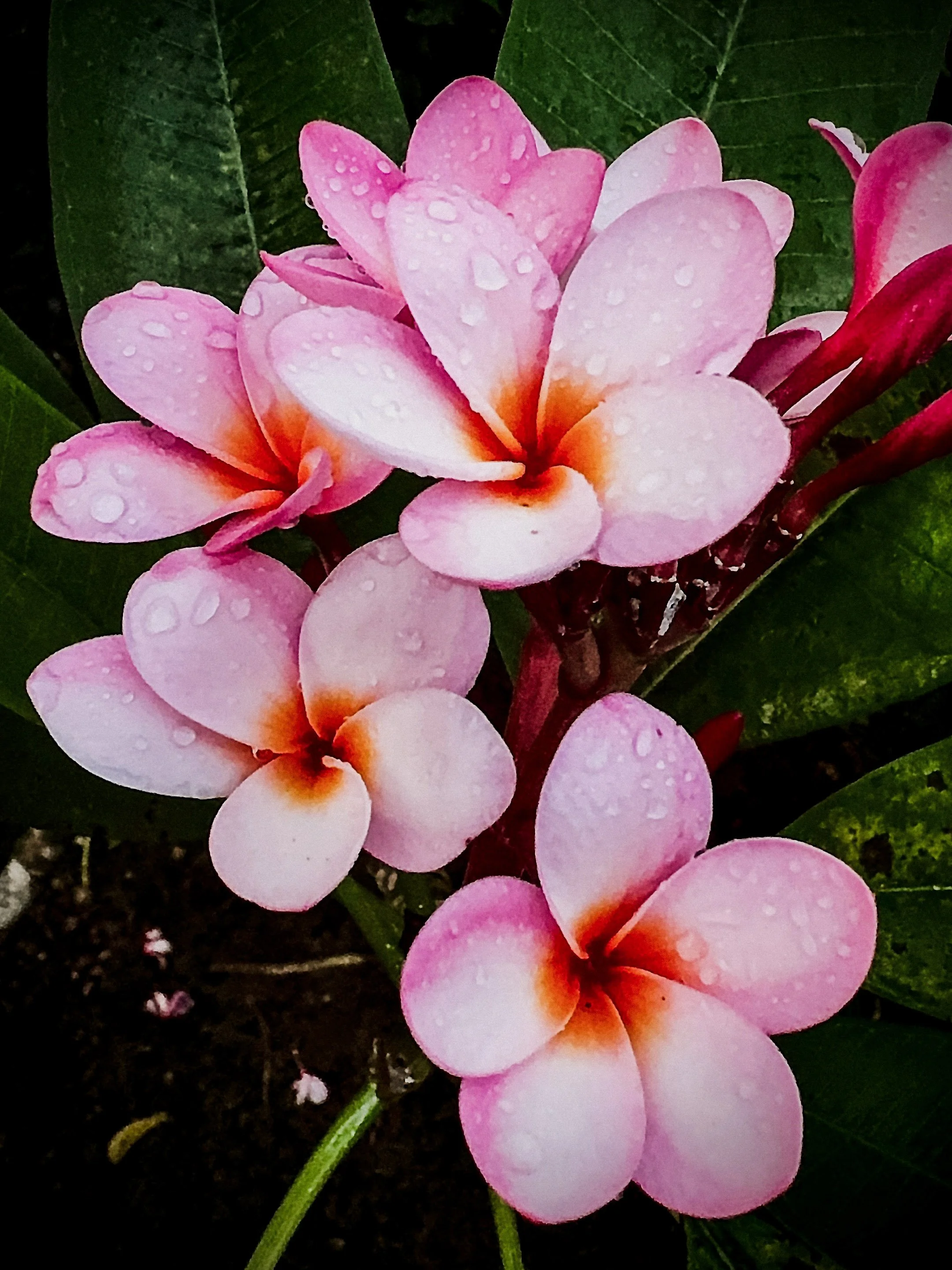 Pink plumeria flowers with water droplets on petals and green leaves in the background.