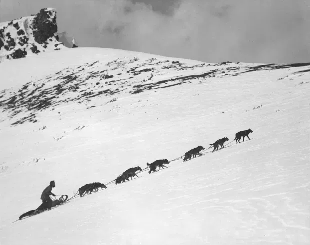   The famous packer Ike Mills runs a dog sled team over Deception Pass, Skoki Valley area.    Image created by Byron Harmon, 1932. Courtesy of the Whyte Museum of the Canadian Rockies, V263 / NA – 757  