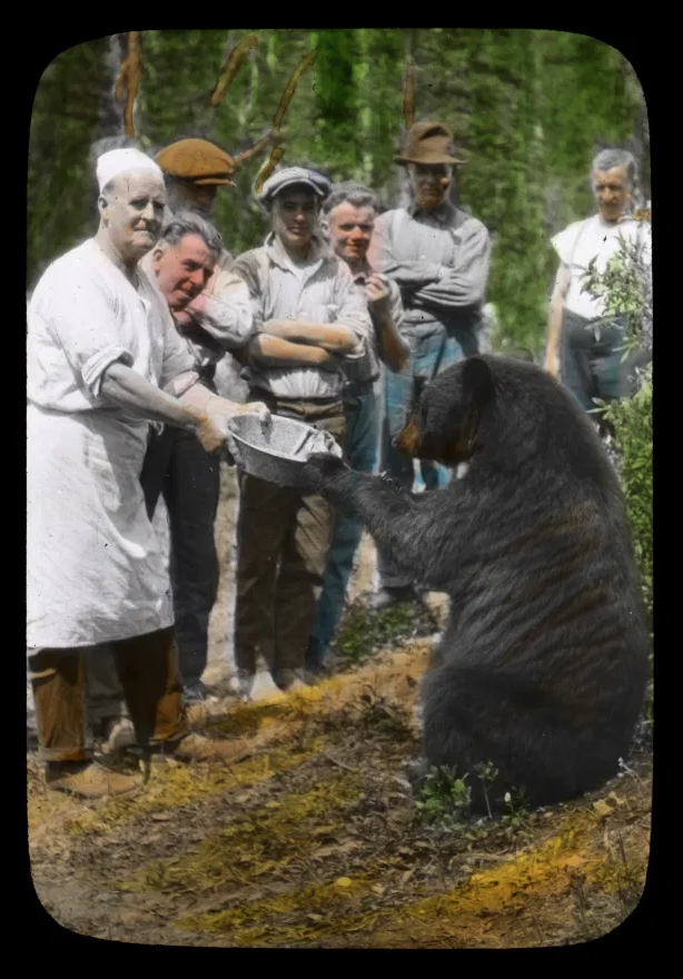   In an era long before bear-proof bins, a cook finds a way to get rid of his leftovers. 1899 – [ca. 1910]    Hand-painted lantern slide by Mary Schaffer. Courtesy Whyte Museum of the Canadian Rockies V439 / PS – 114 V439 / PS – 114  