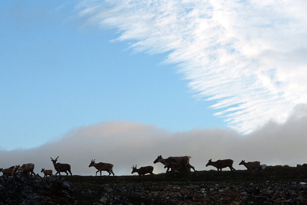  A handful of the 120,000 caribou Karsten and Leanne followed for five months through northern Yukon and Alaska in 2003. Photo by Karsten Heuer. 