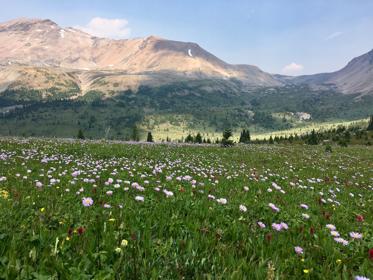  Get there at the right time and you’ll be treated to fields of wildflowers. Photo by Meghan J. Ward. 