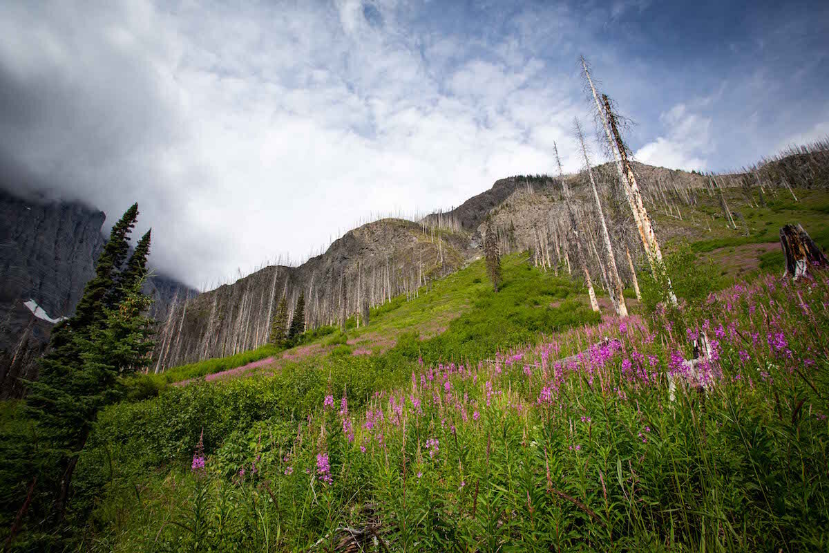  Fireweed along the trail heading back down towards Floe Lake Parking Lot. Photo by Audrey Rancourt. 