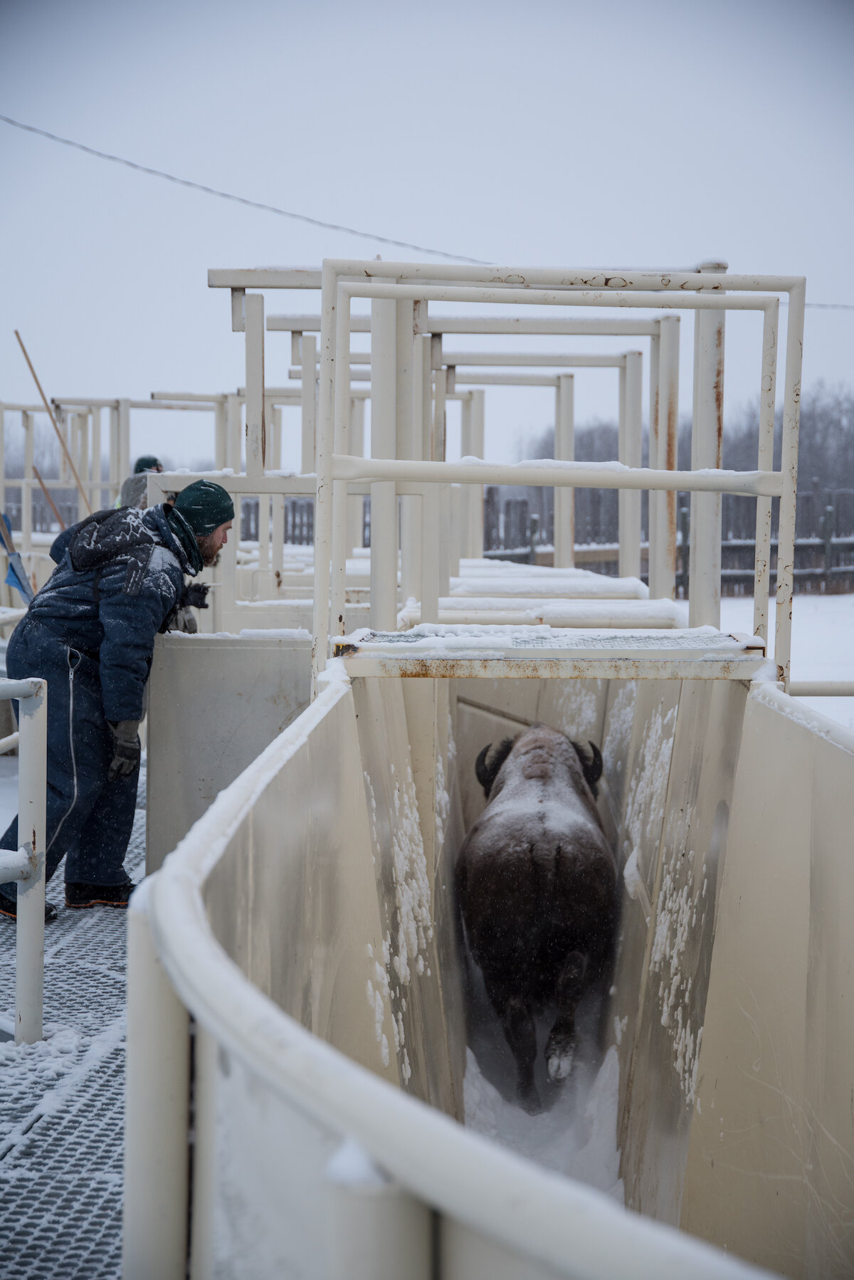  A Parks Canada team member watches as a bison moves through Elk Island National Park’s bison handling facility. Elk Island’s bison handling facility is designed to reduce stress on the bison when they are rounded up and moved. Photo by Cameron Johns