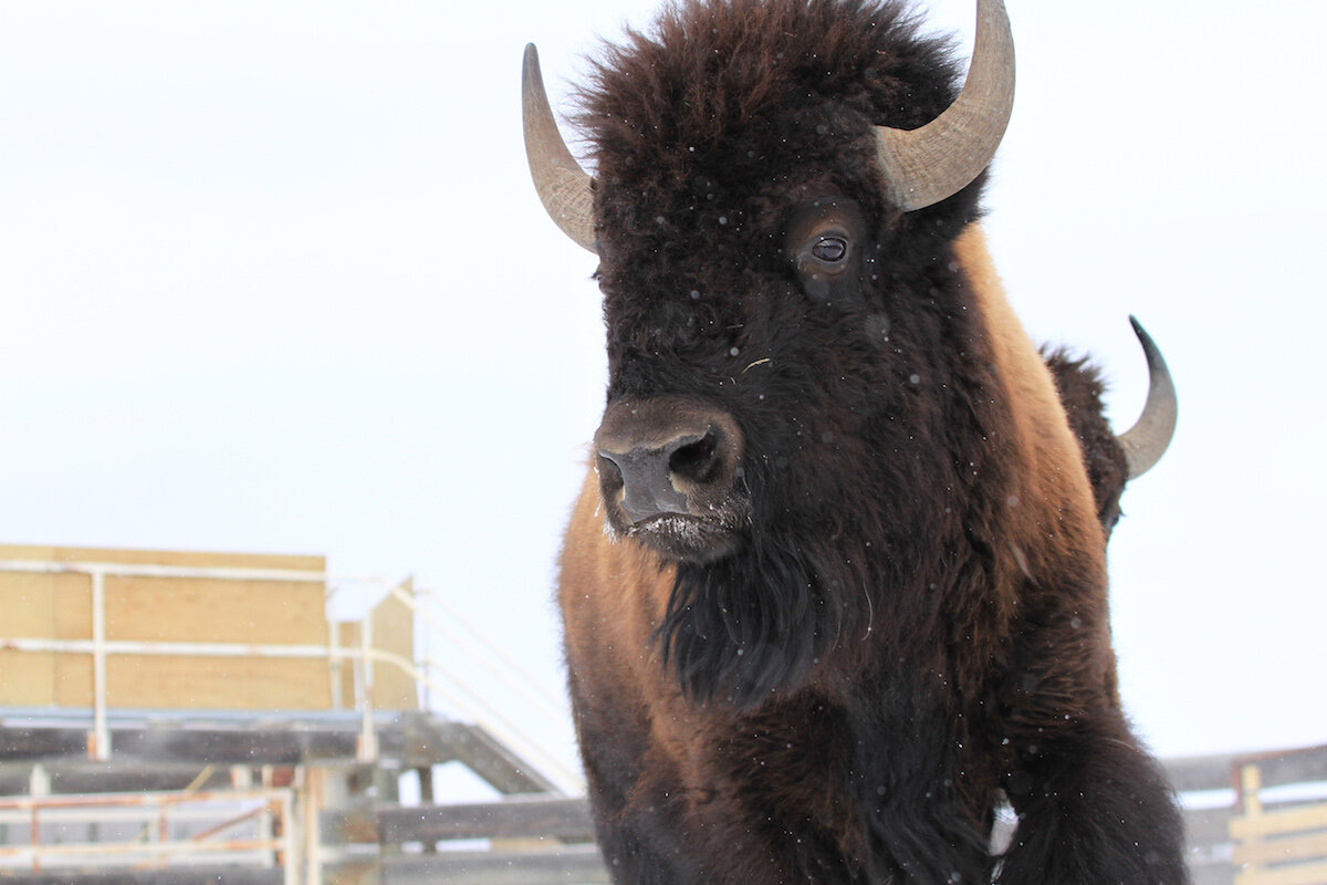  Wild bison, like this one, were selected from Elk Island National Park’s healthy conservation herd to start a new journey in the remote wilderness of Banff National Park. Photo by Johane Janelle / © Parks Canada 