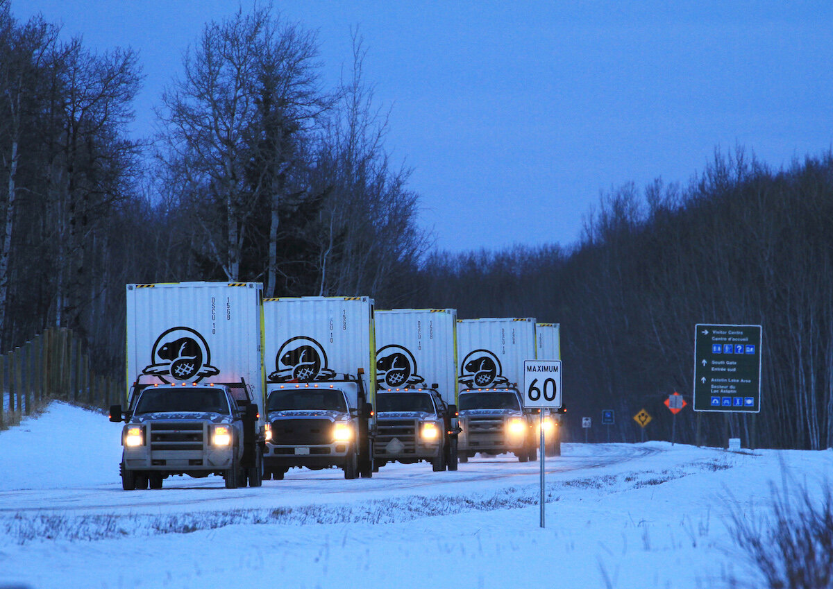  The beaver brings back the bison: trucks loaded with custom shipping containers full of bison leave Elk Island National Park for the 400 km trip to the staging area just outside the Banff National Park at the Ya Ha Tinda ranch. Photo by Johane Janel