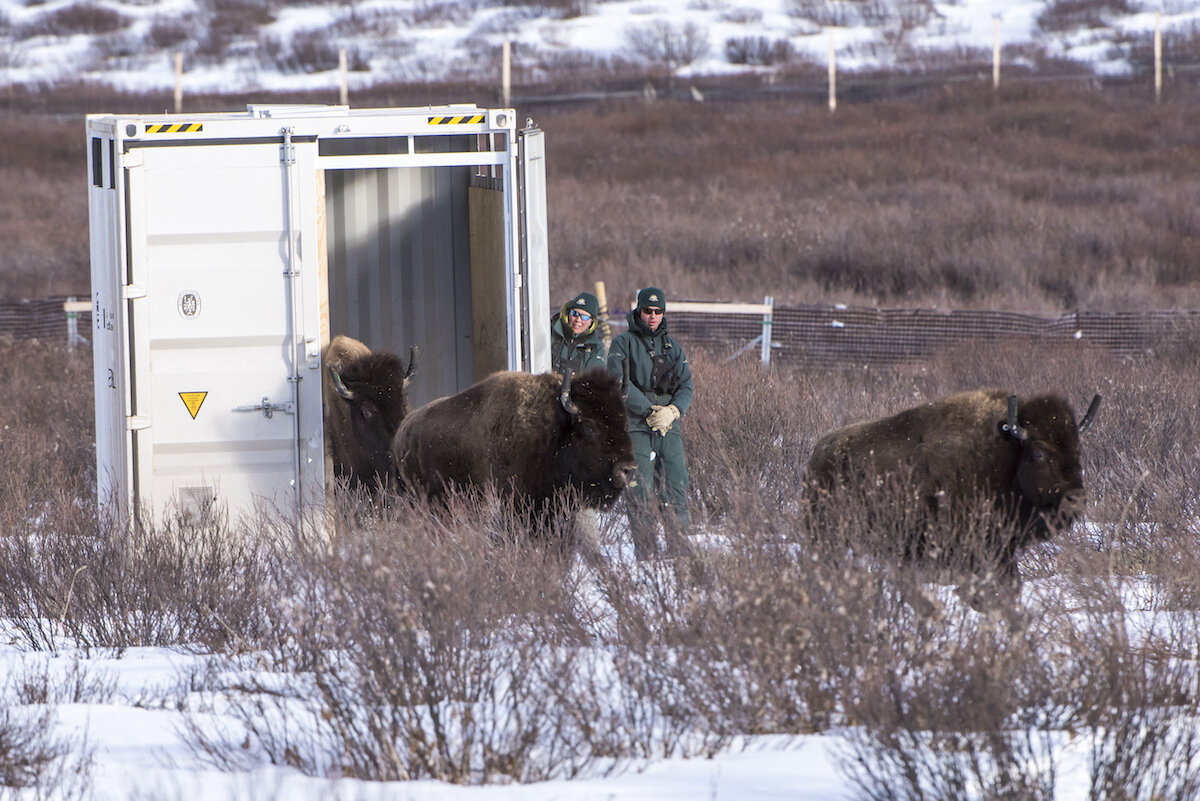  Parks Canada resource conservation staff, Saundi Norris and Dillon Watt, watch as bison return to Banff National Park. Photo by Dan Rafla/ © Parks Canada. 