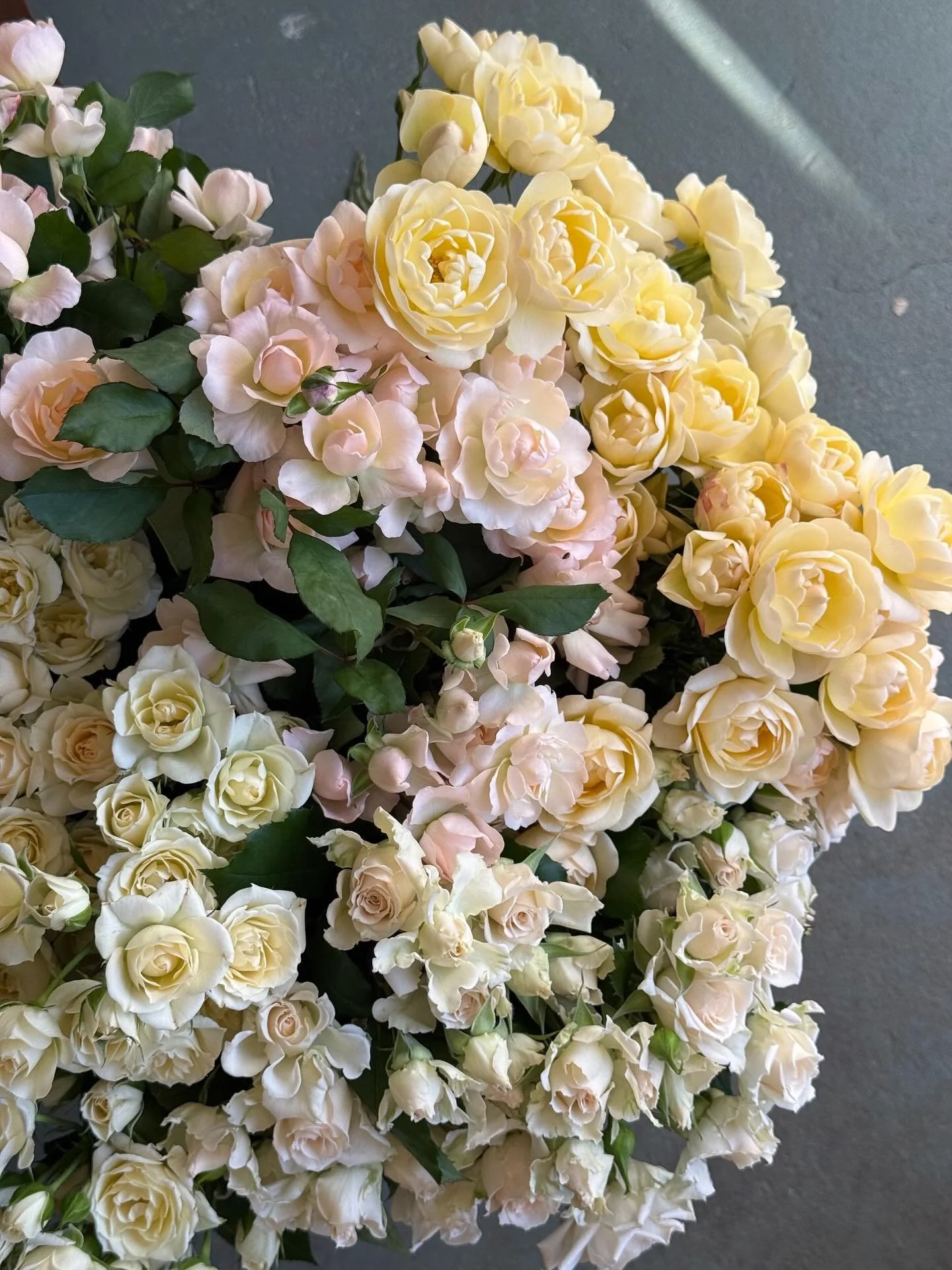 SPRAY ROSES 💛 New flower obsession unlocked.