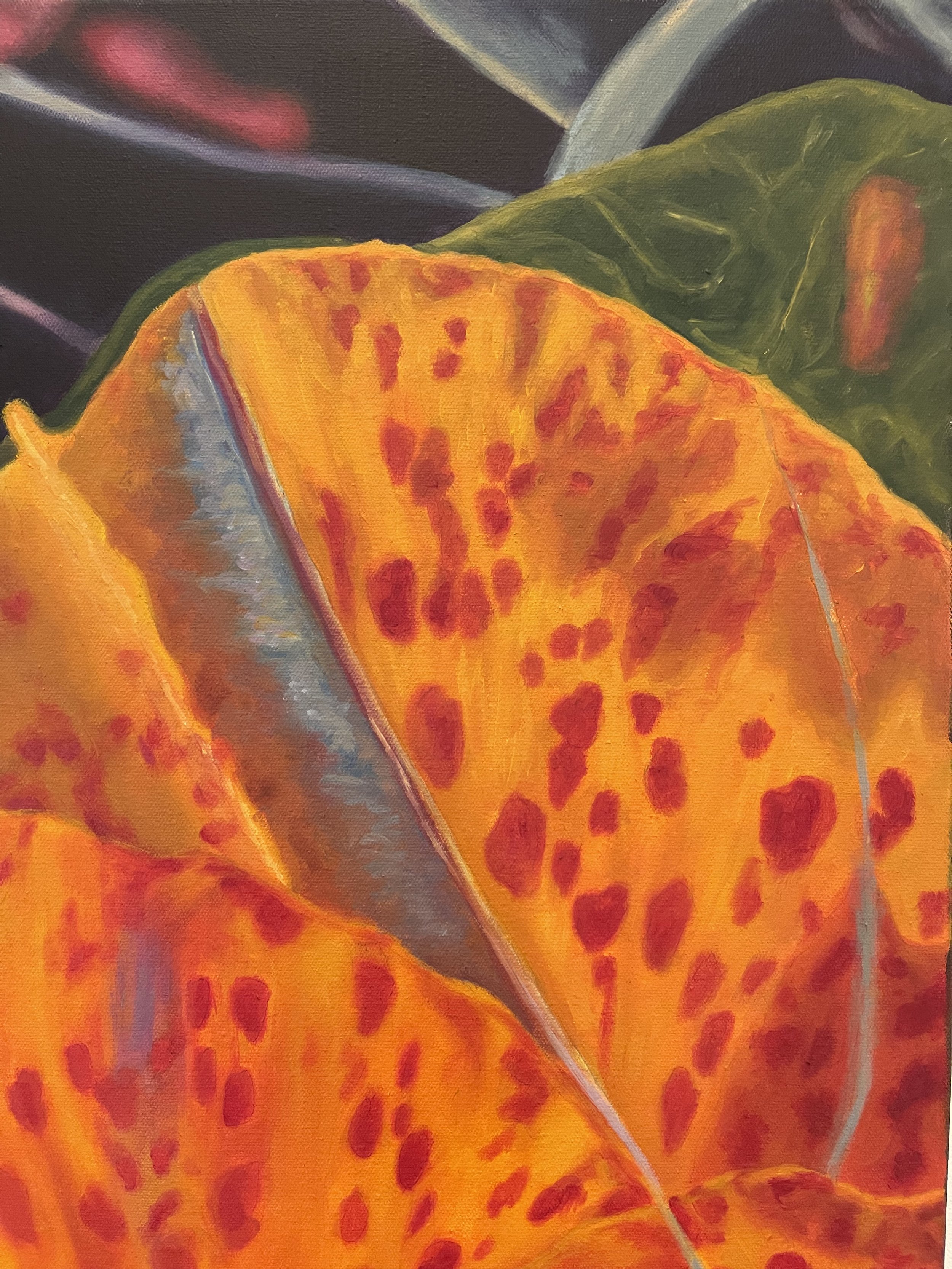 Detail shot of Canna Lily