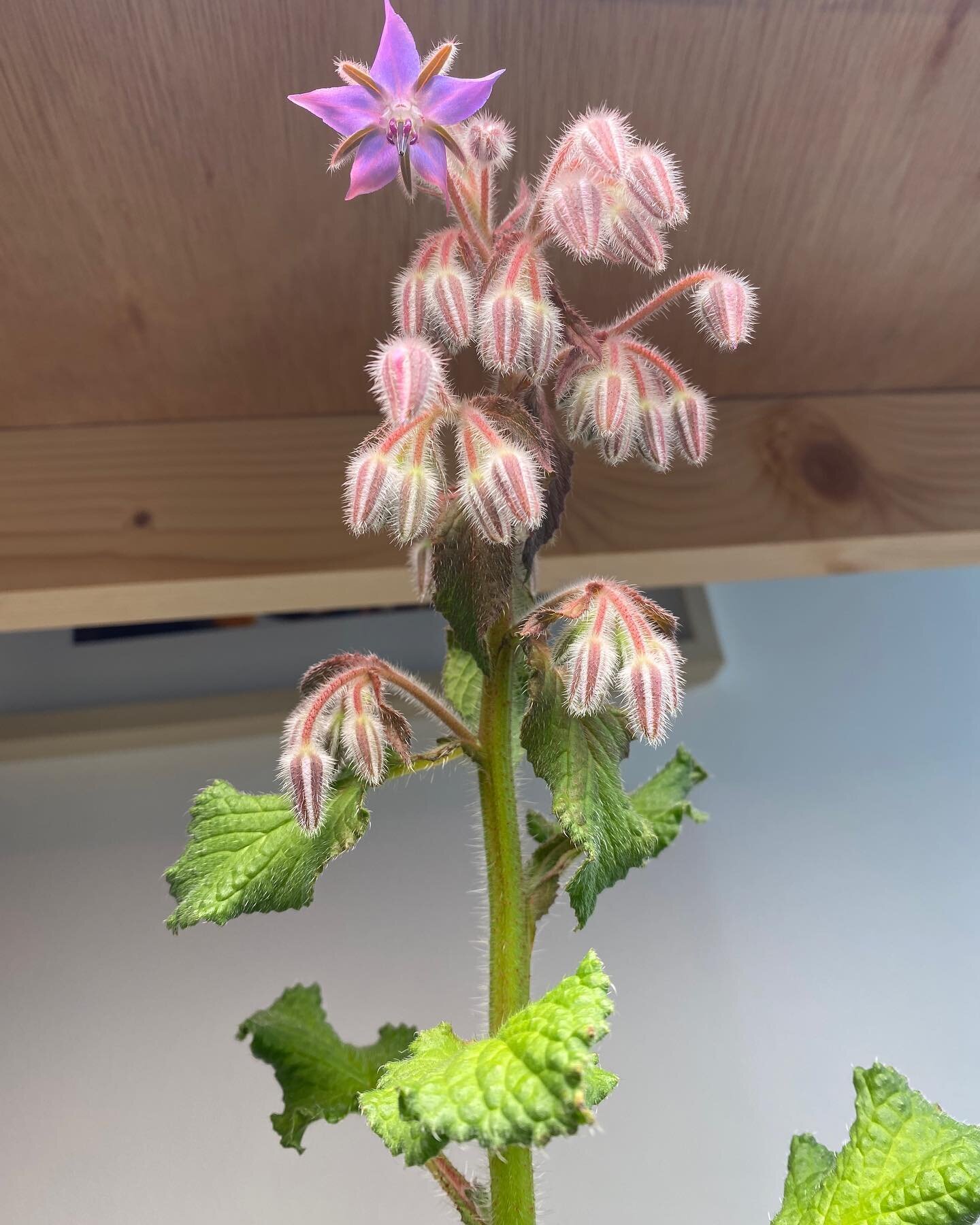 Our hydroponic Borage flowers have started blooming! 🌸 These babies took about 12 weeks across winter to grow from seed👌Soon we&rsquo;ll be able to test them on our beers! 😋

#borage #borageflowers #brewingbotanicals #hydroponics #inhousehydroponi