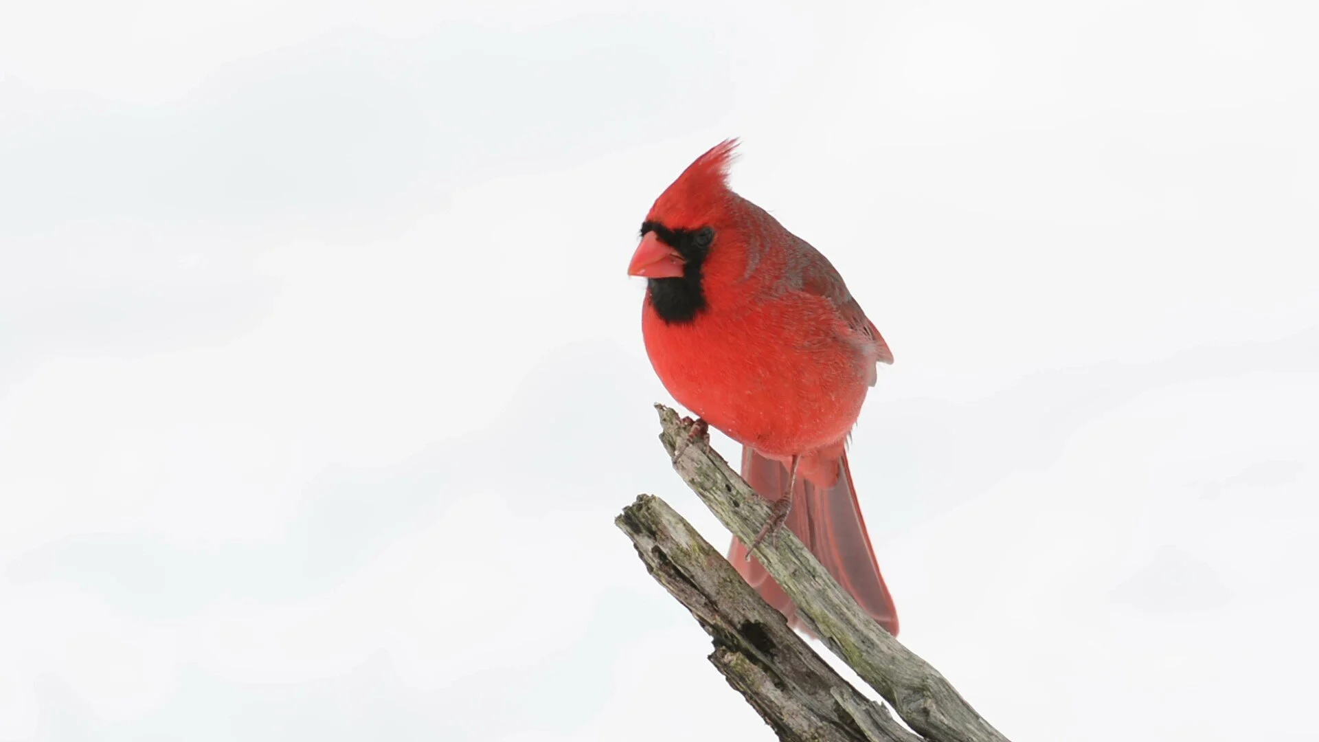Cardinal Photo from video.jpg