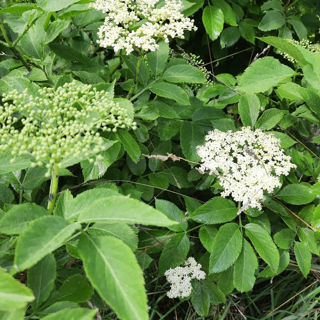 Elderflowers another wild plant found easily all over Denmark. Restaurants and locals alike love to make juice of this delicate flower. The berries which will be a dark purple, are also popular to use in jams, cake fillings etc. Elderflowers have bee