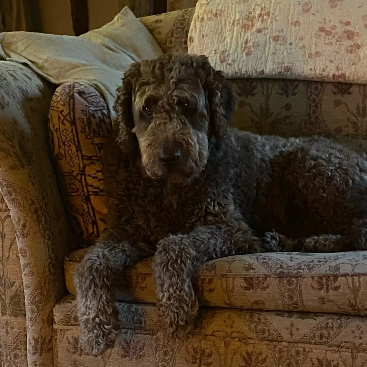 What a wonderful Balou ..
