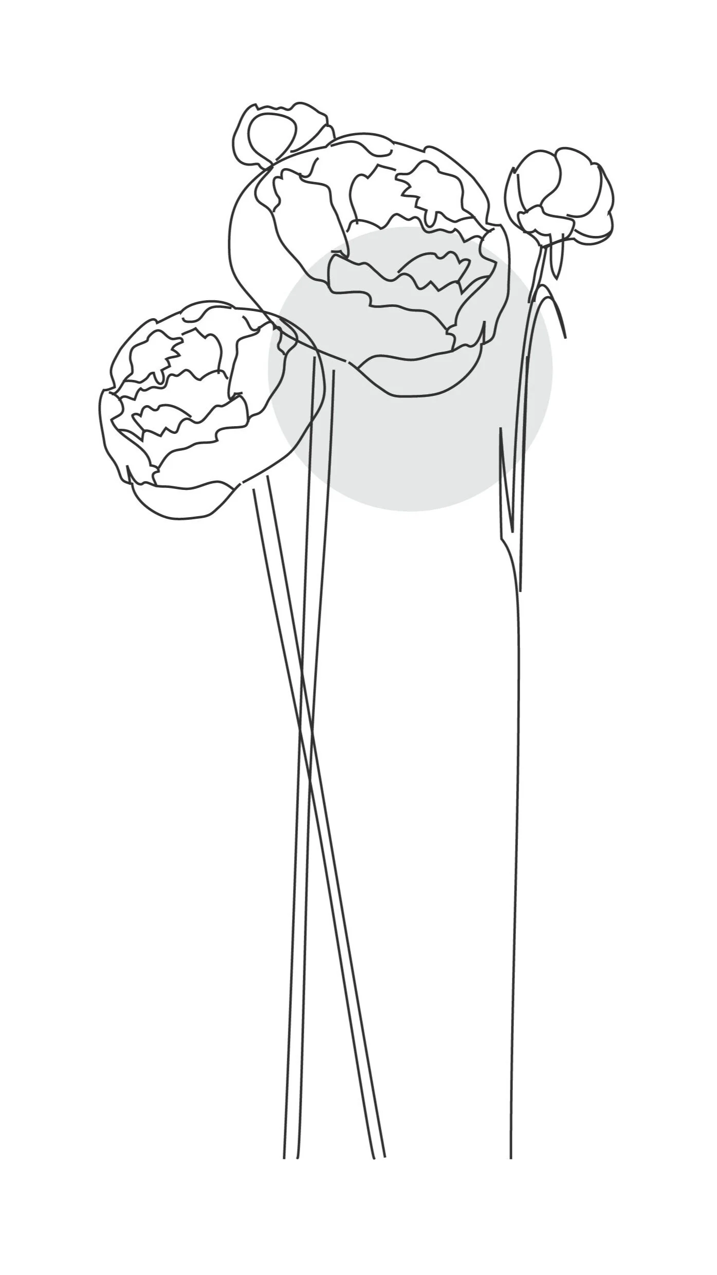 Illustration perenn