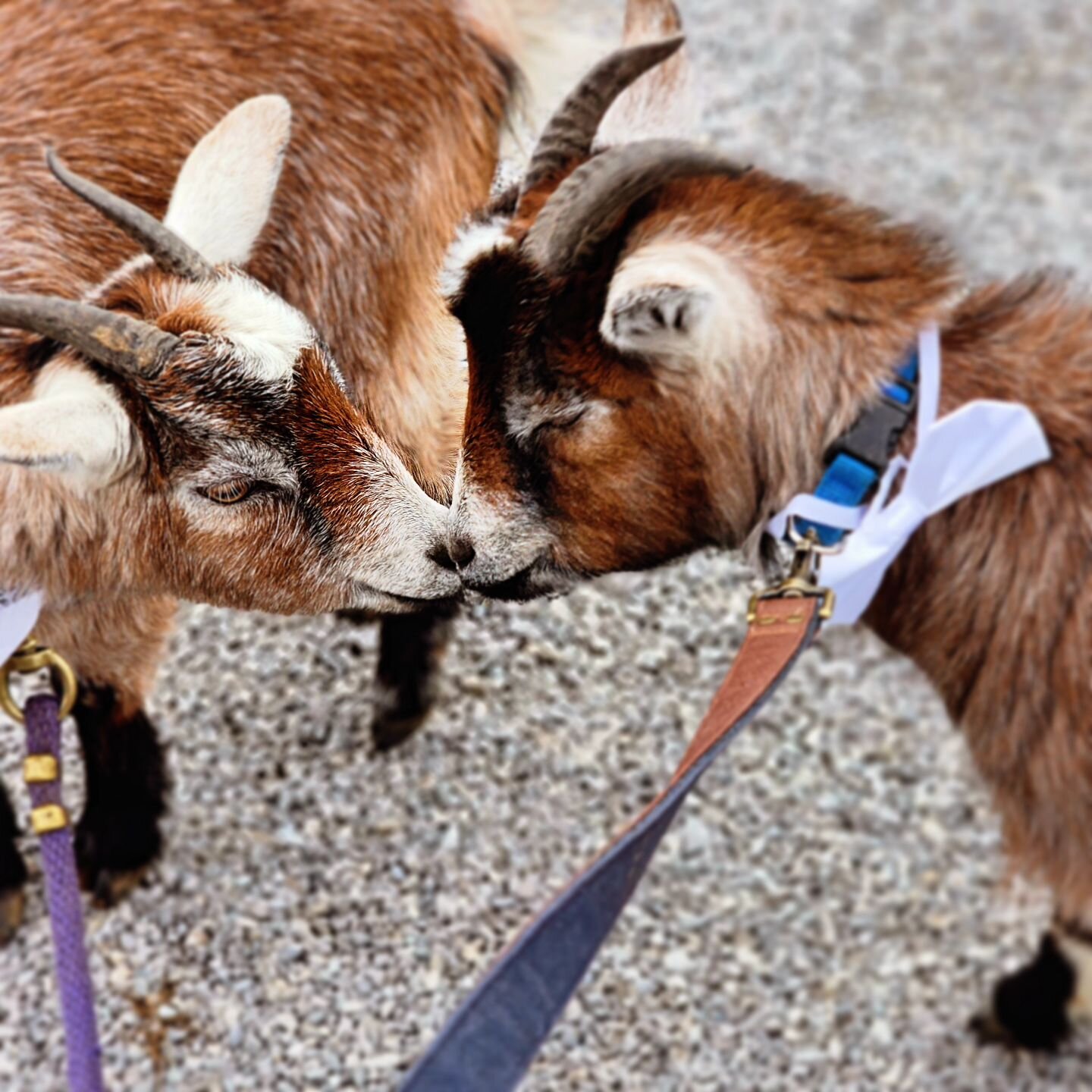 New Years Eve is the perfect time to get close with fluffy animals!
Our dynamic duo, Bonnie and Clyde are available for photo shoots and special events. 🥳 🐐