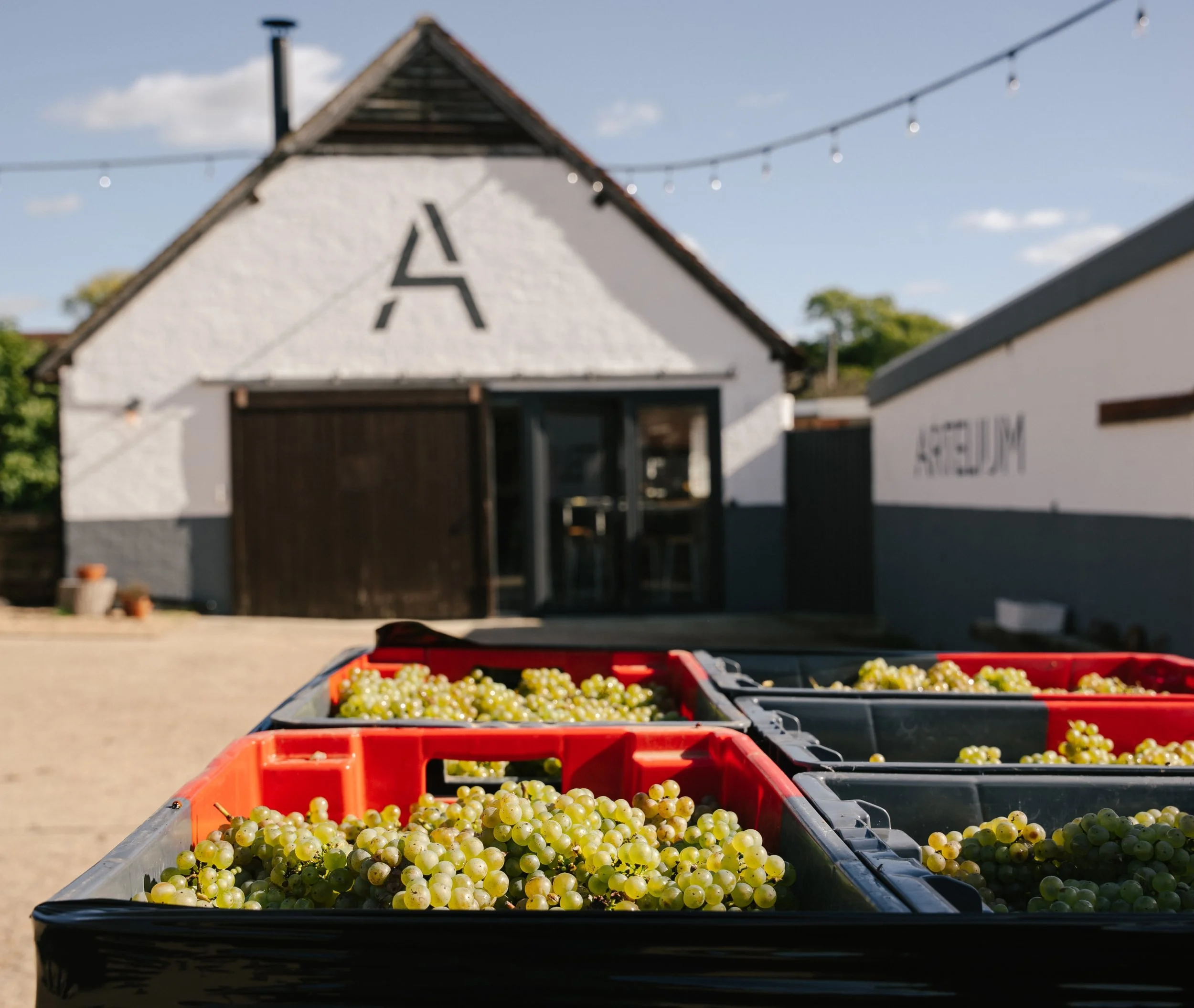 What Are PIWI Grapes? The Future of Sustainable English Wine