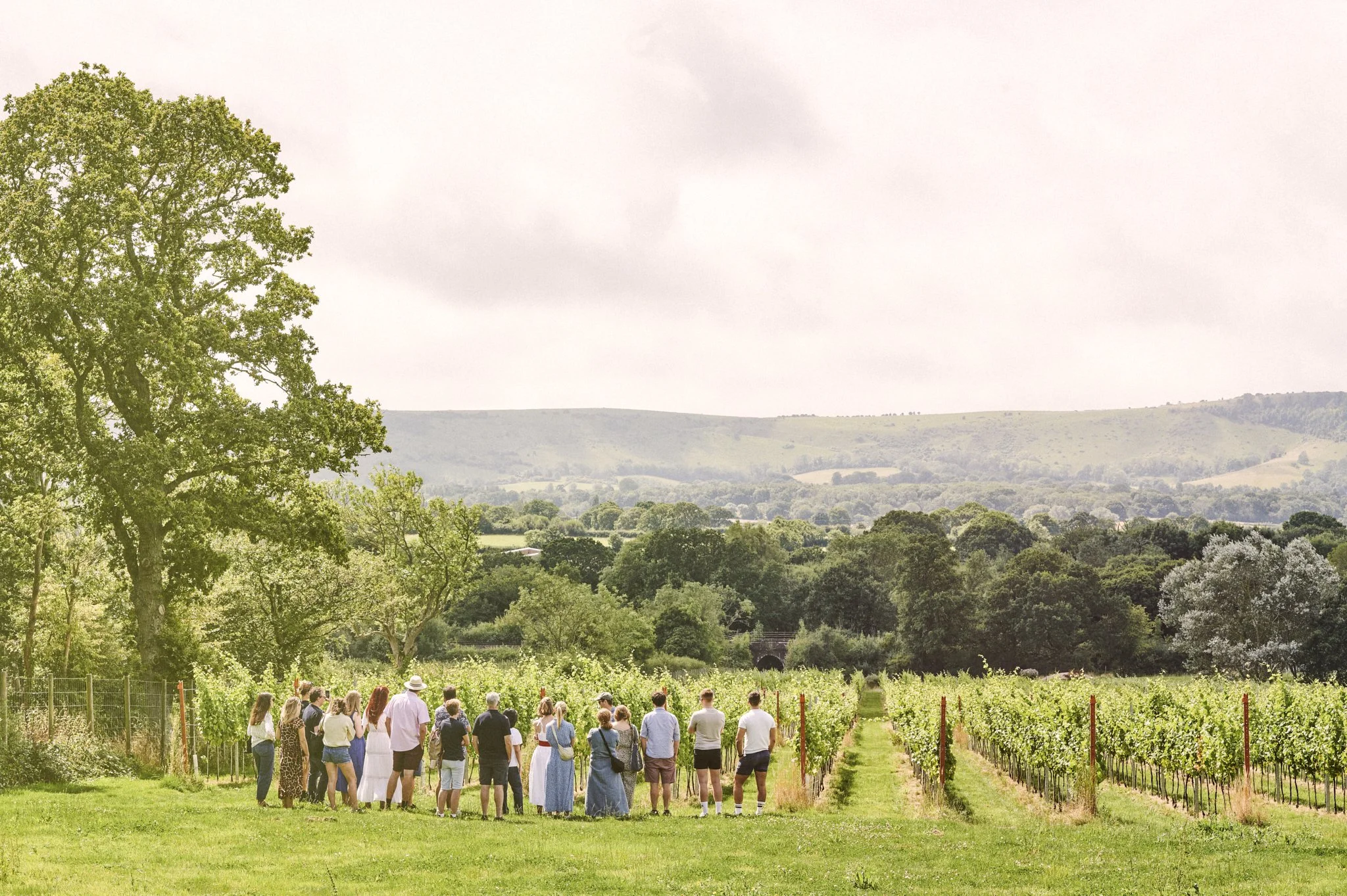 Artelium vineyard tour and tasting