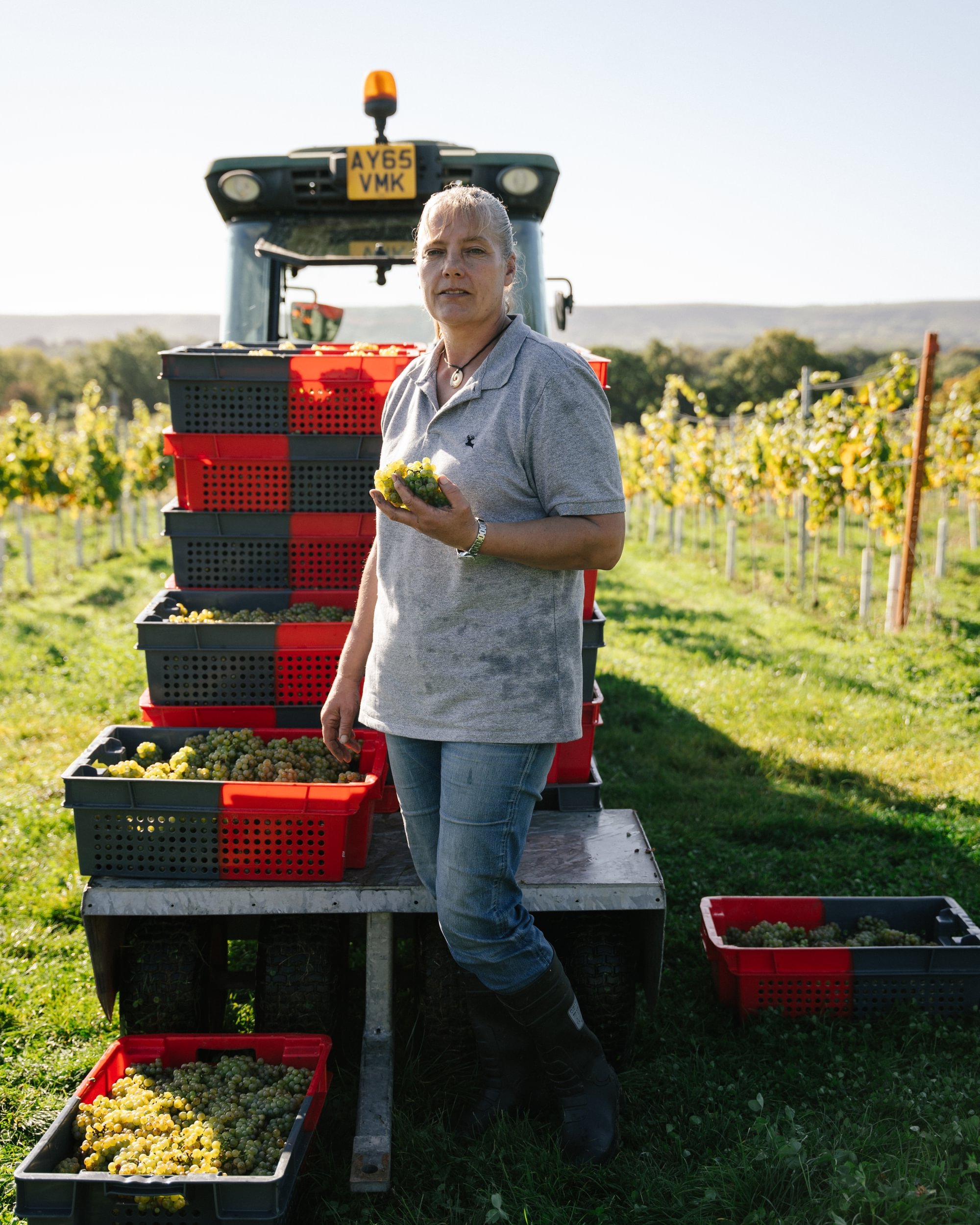 Artelium vineyard manager harvest action shot with tractor & grapes