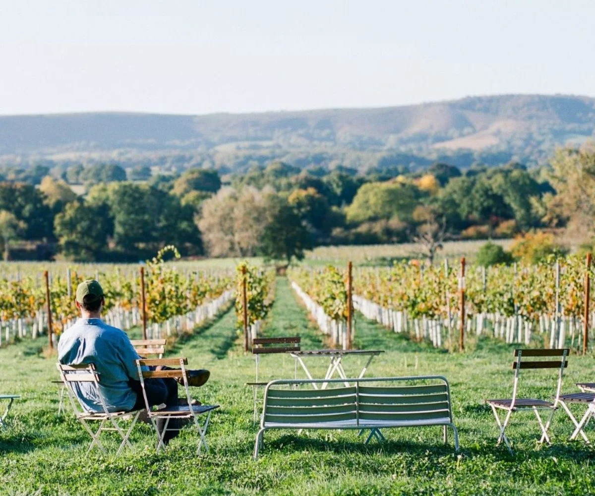 A person sitting on a bench in a vineyard, looking at rows of grapevines with hills in the background.
